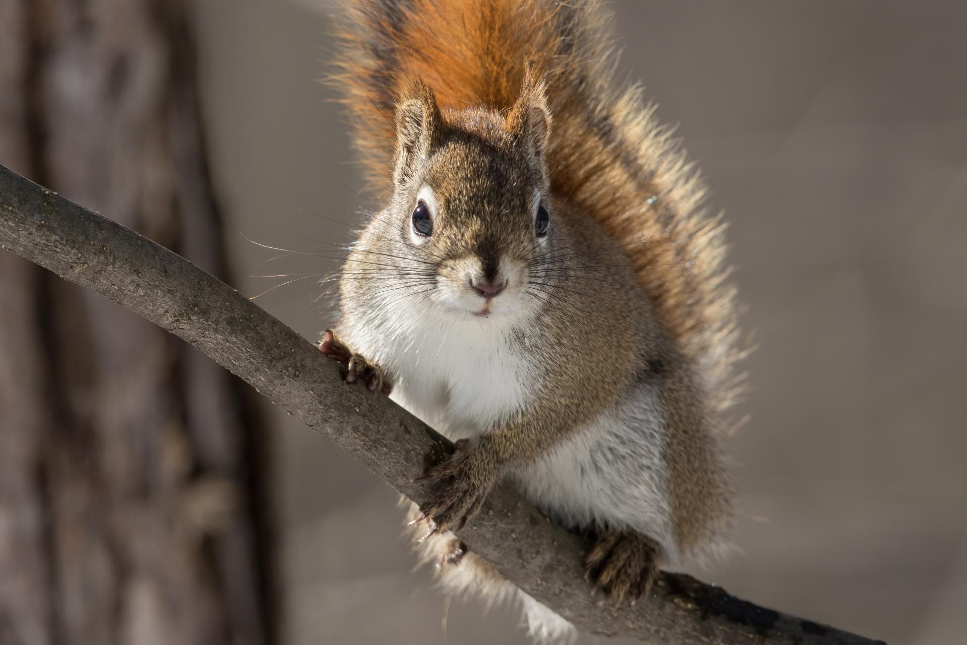 ecureuil-roux-American-red-squirrel