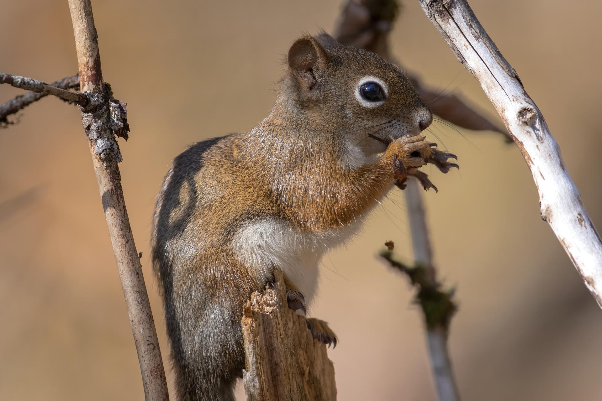 ecureuil-roux-American-red-squirrel