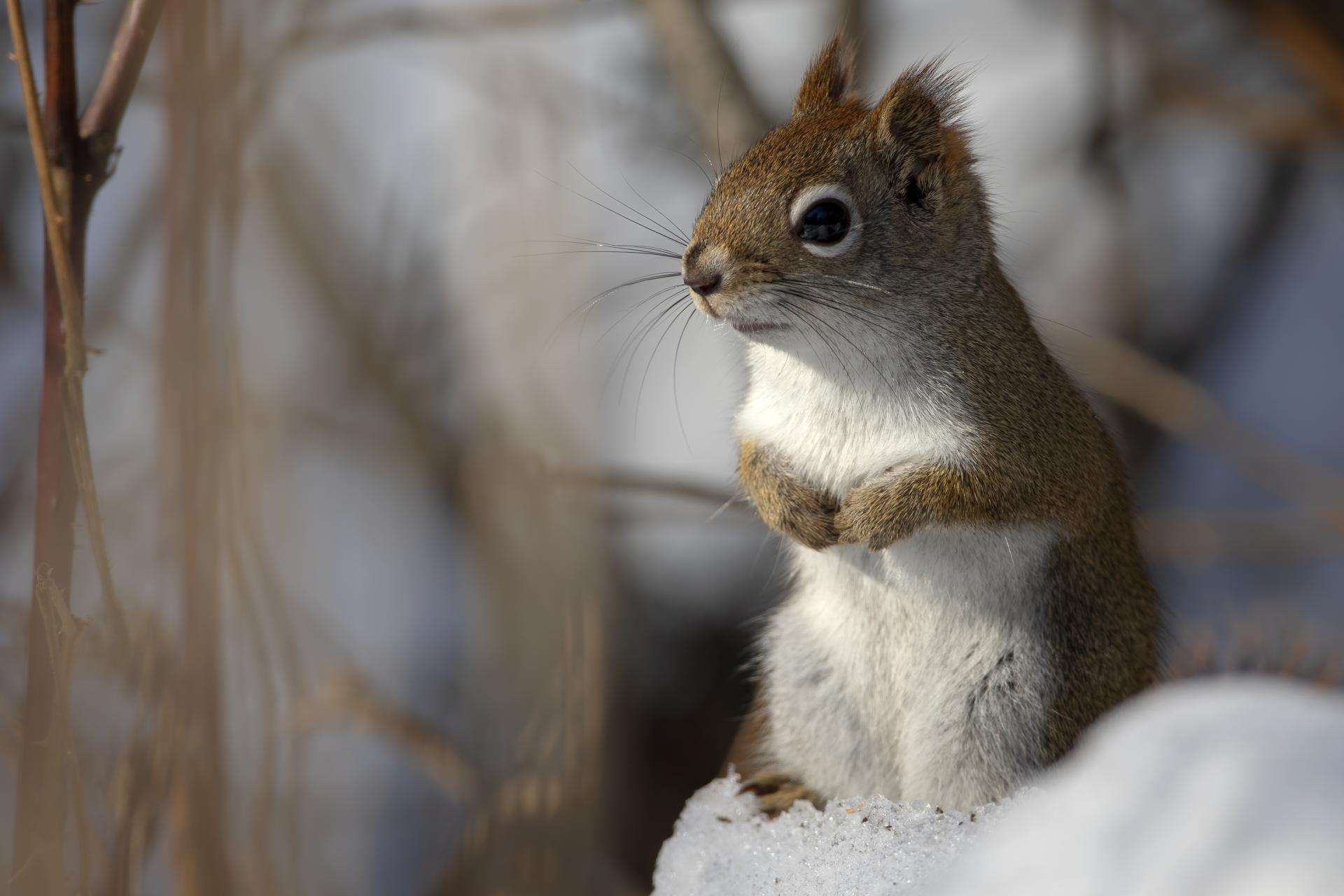 ecureuil-roux-American-red-squirrel