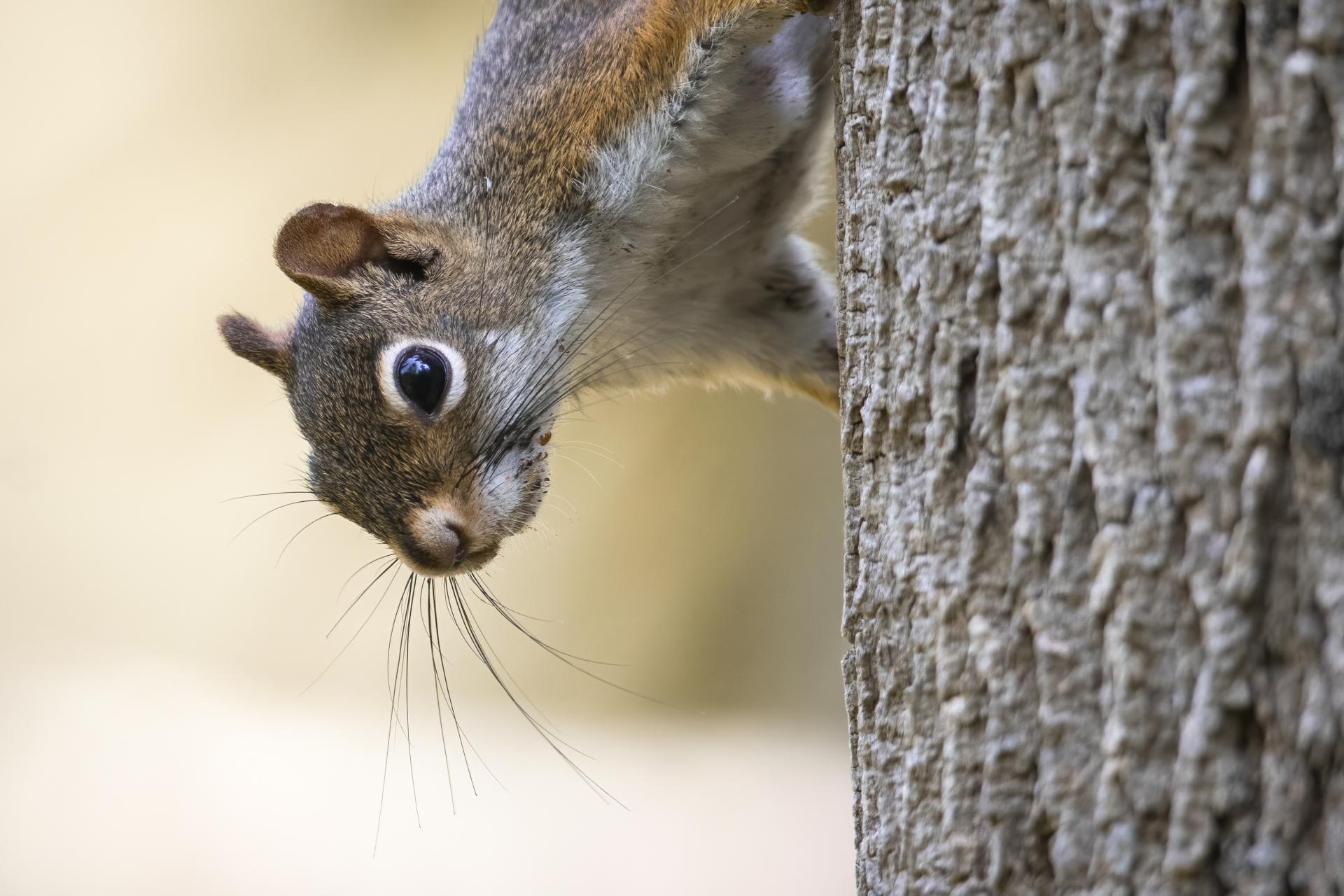 ecureuil-roux-American-red-squirrel