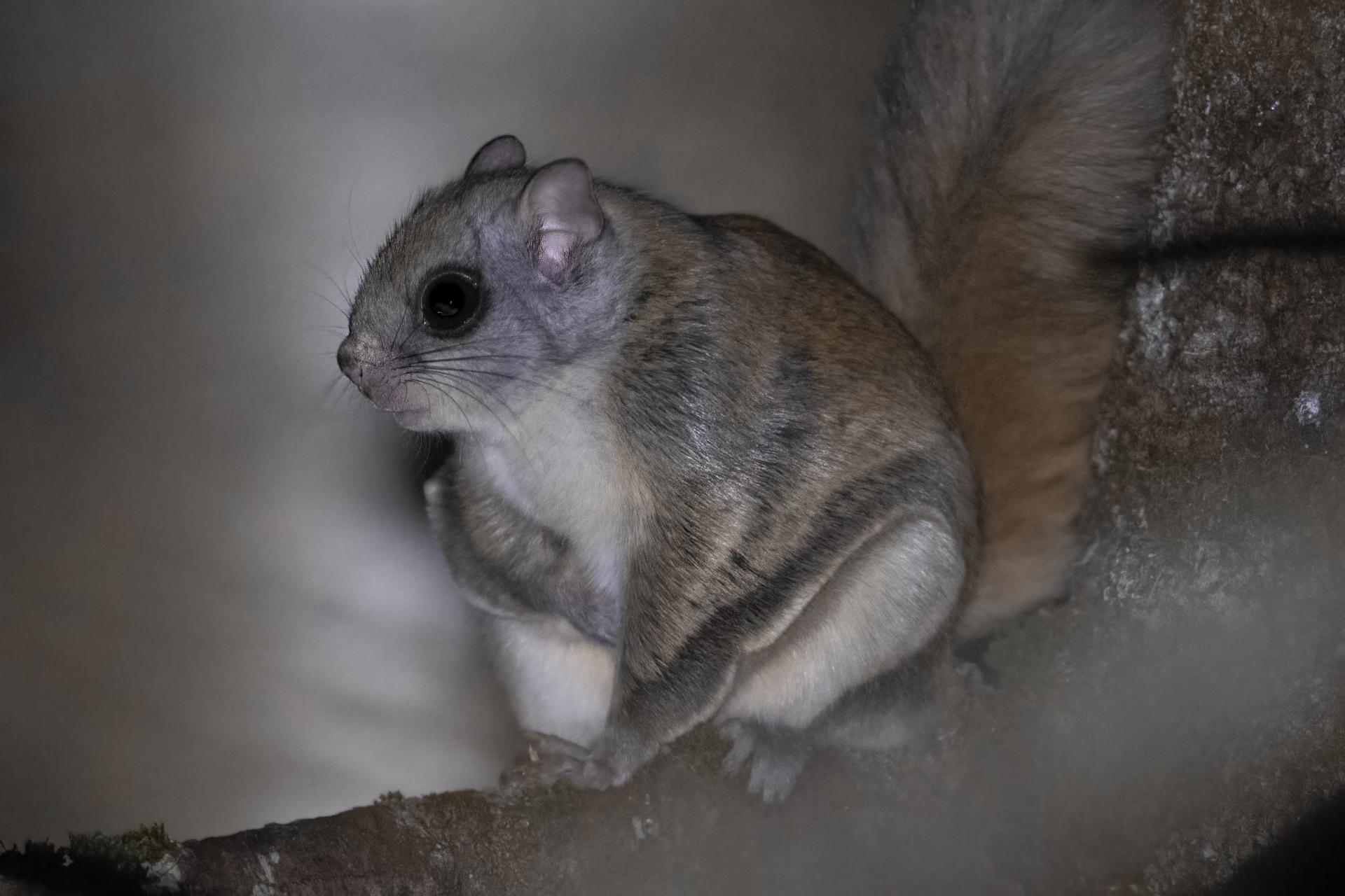 grand-polatouche-northern-flying-squirrel