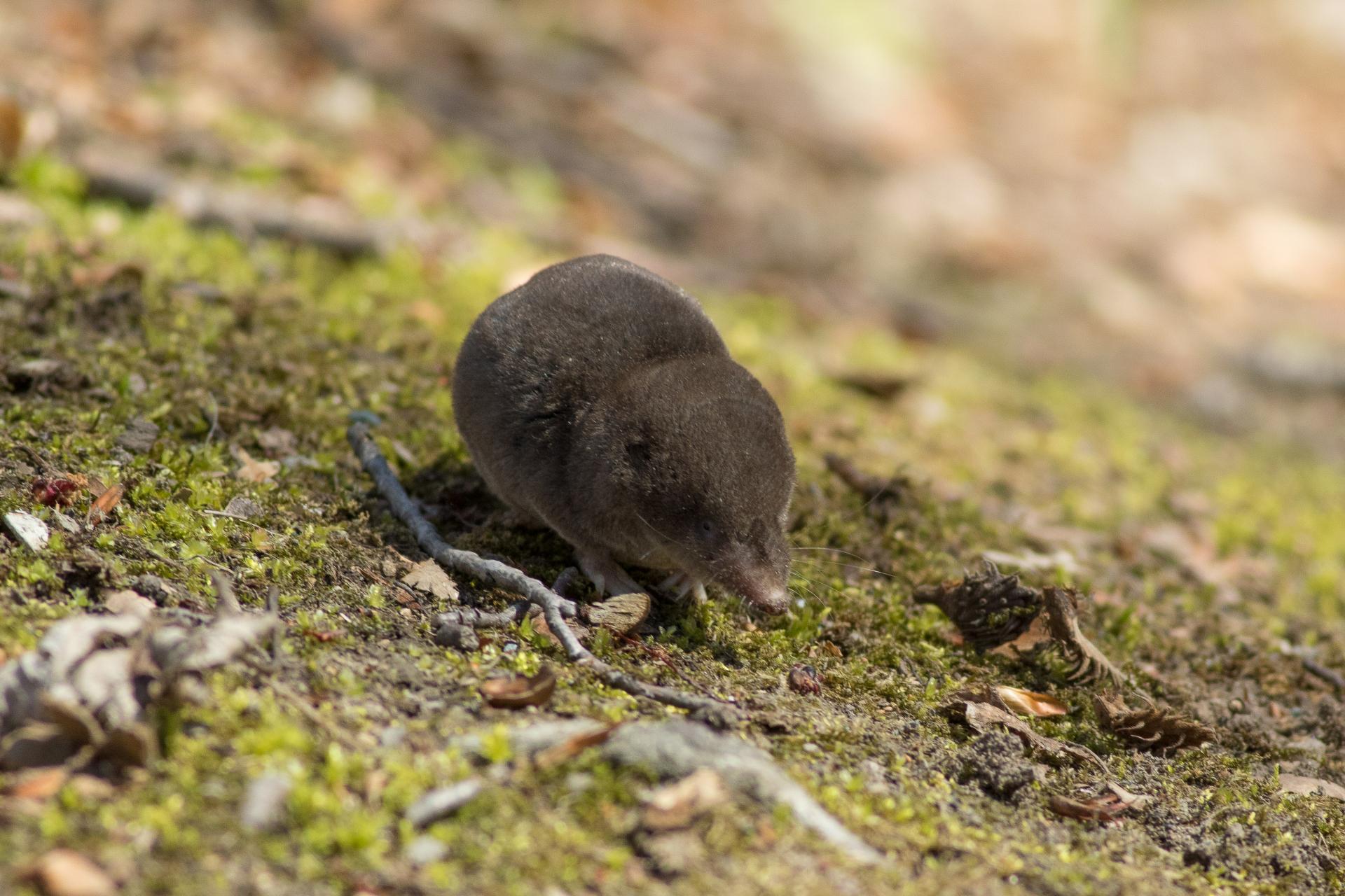grande-musaraigne-short-tailed-shrew