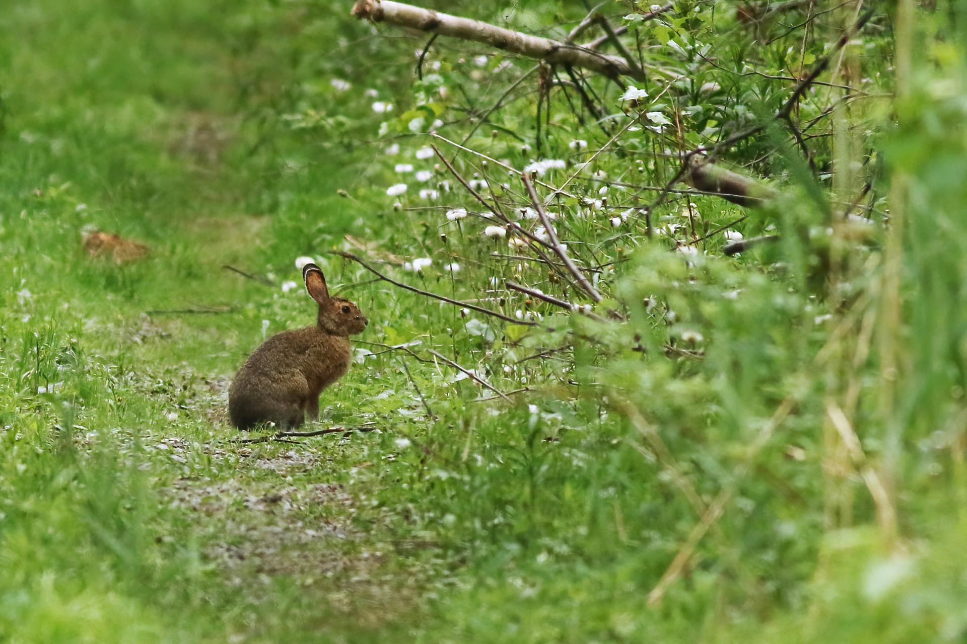 lievre-d-amerique-snowshoe-hare