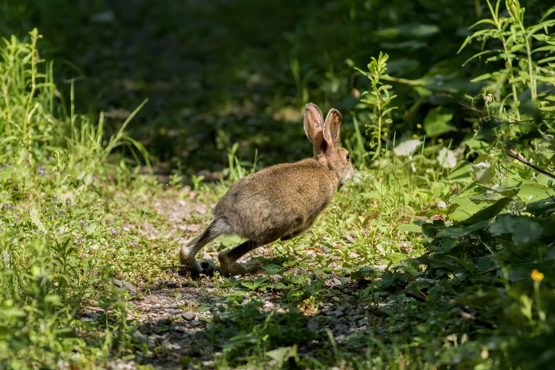 lievre-d-amerique-snowshoe-hare
