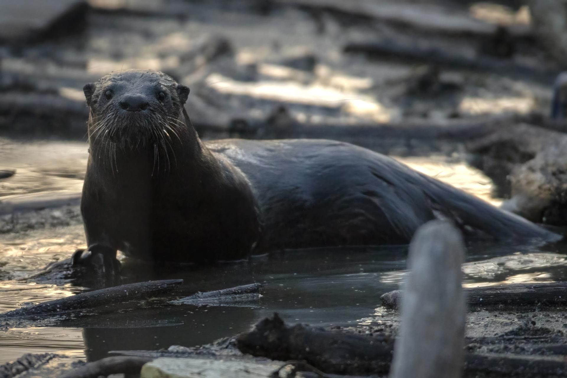 loutre-de-riviere-Northern-river-otter