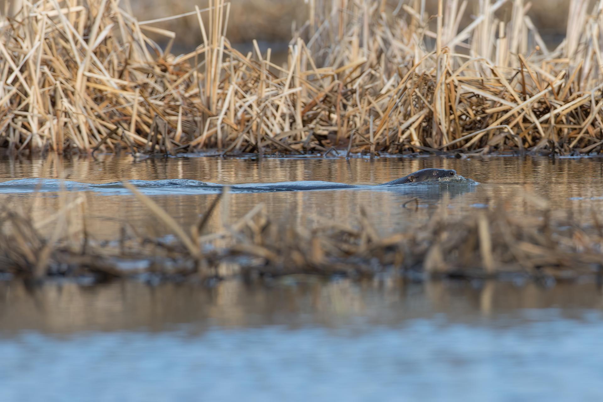 loutre-de-riviere-Northern-river-otter