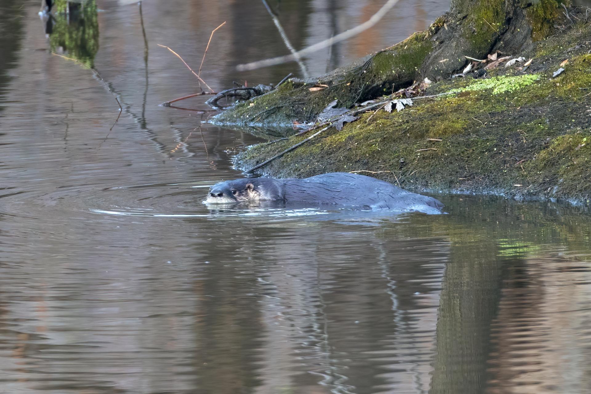 loutre-de-riviere-Northern-river-otter