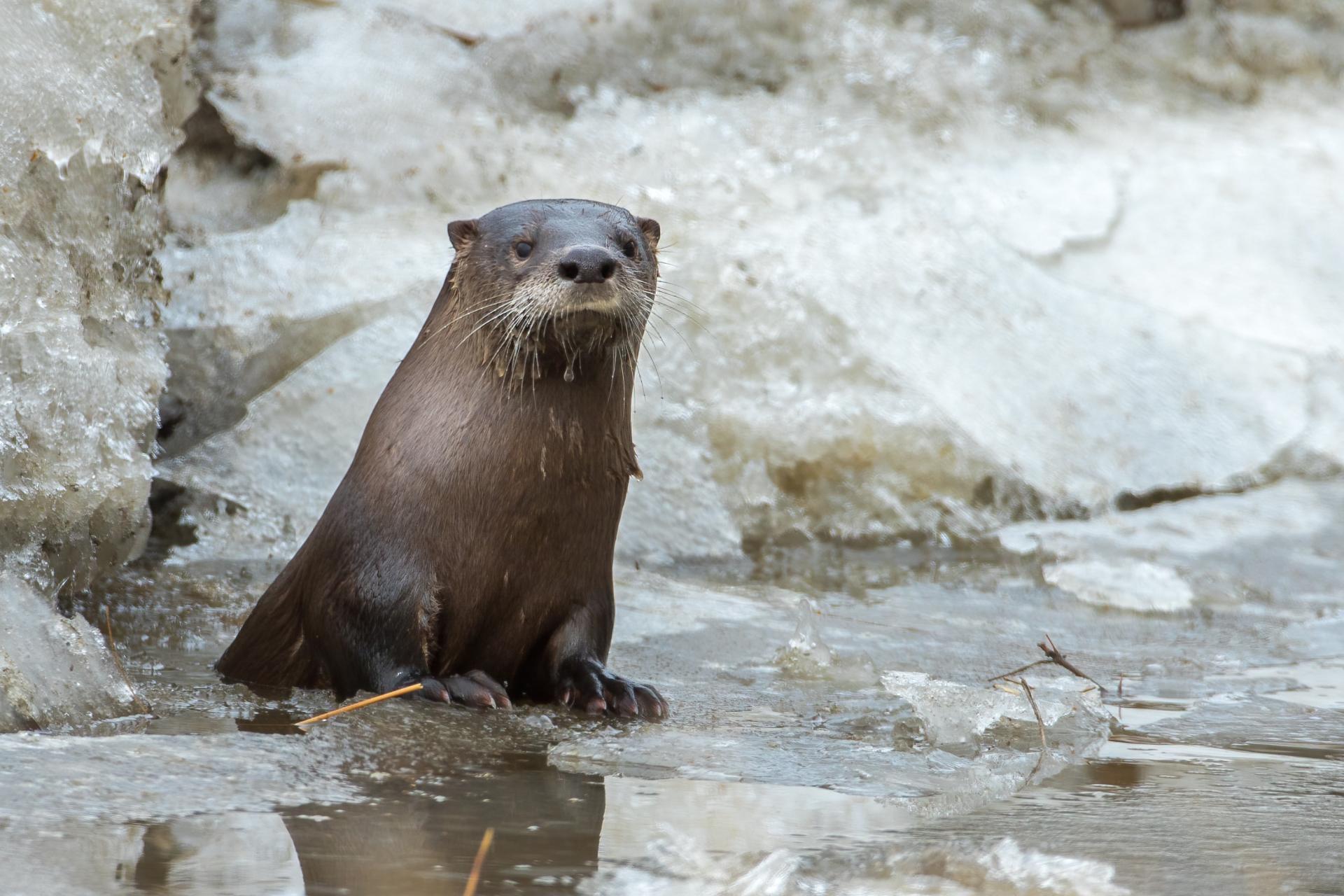 loutre-de-riviere-Northern-river-otter
