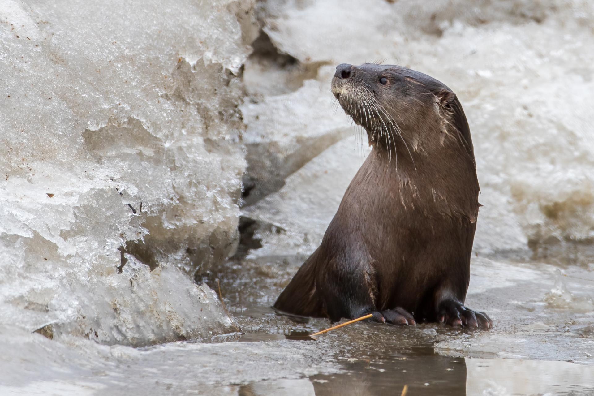 loutre-de-riviere-Northern-river-otter