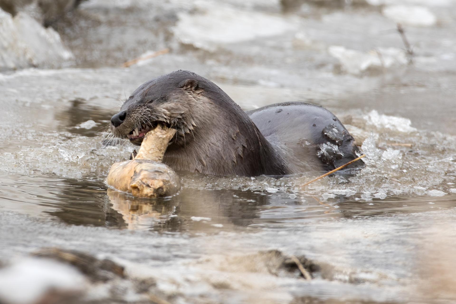 loutre-de-riviere-Northern-river-otter