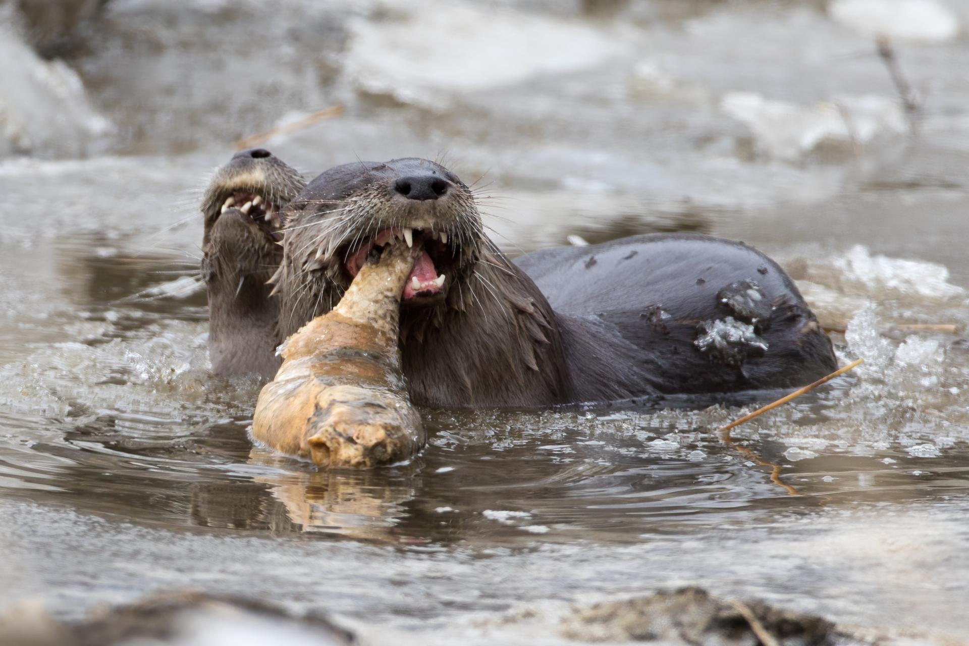 loutre-de-riviere-Northern-river-otter