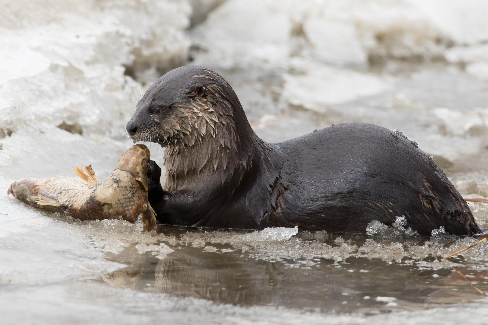 loutre-de-riviere-Northern-river-otter