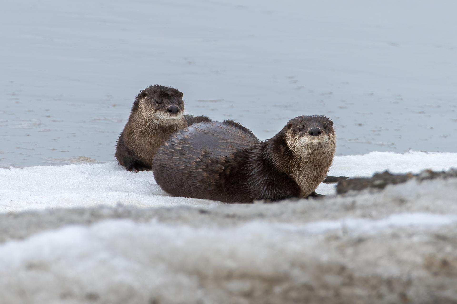 loutre-de-riviere-Northern-river-otter