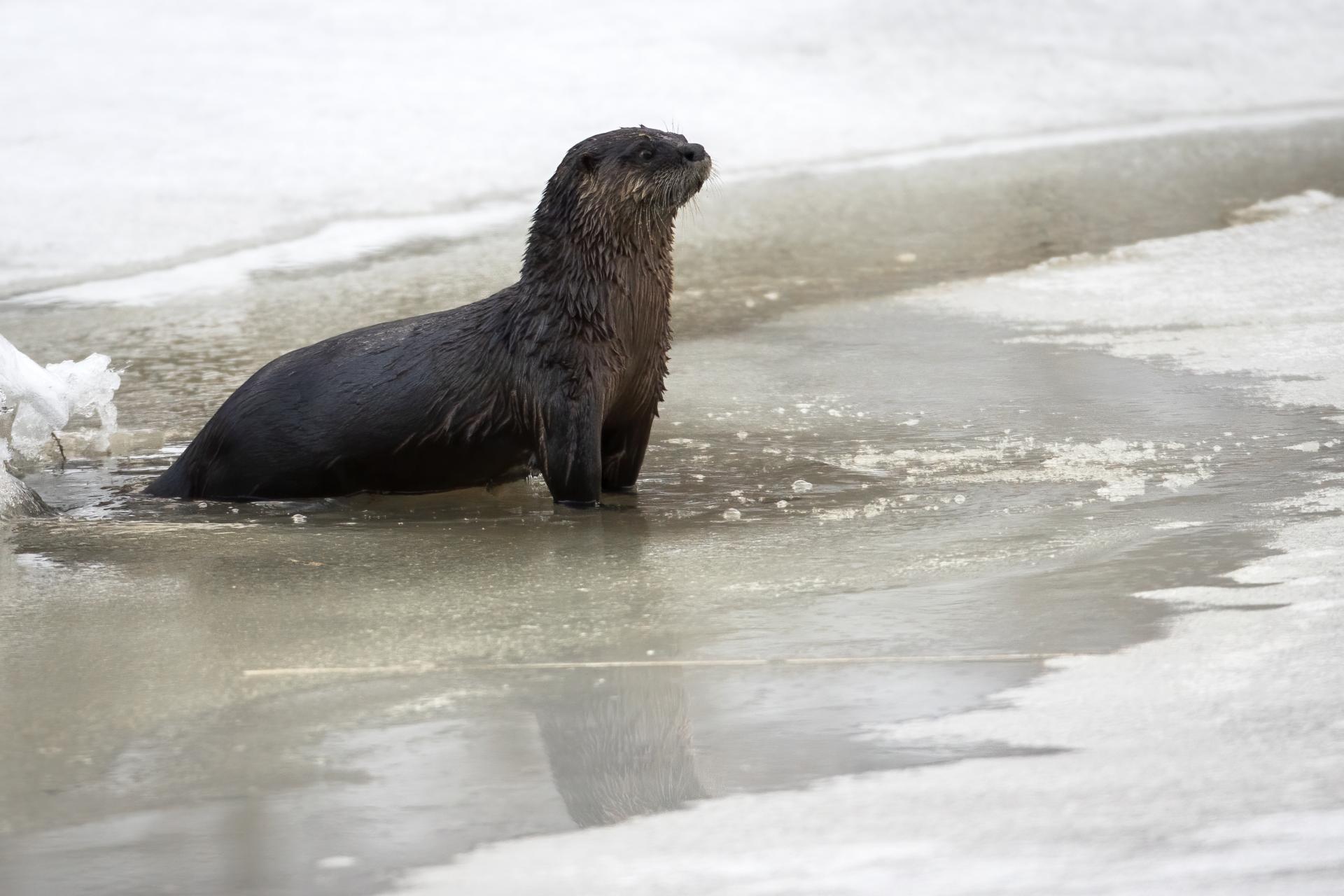 loutre-de-riviere-Northern-river-otter