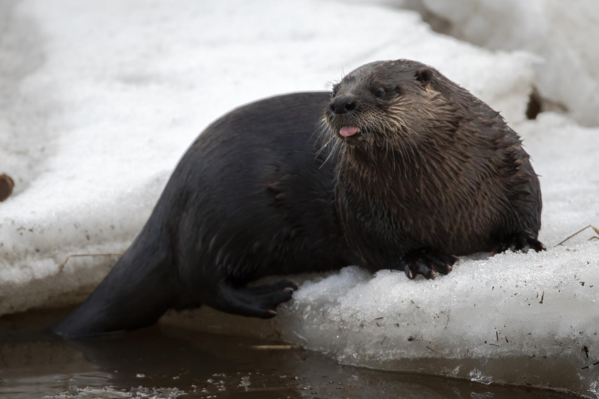 loutre-de-riviere-Northern-river-otter