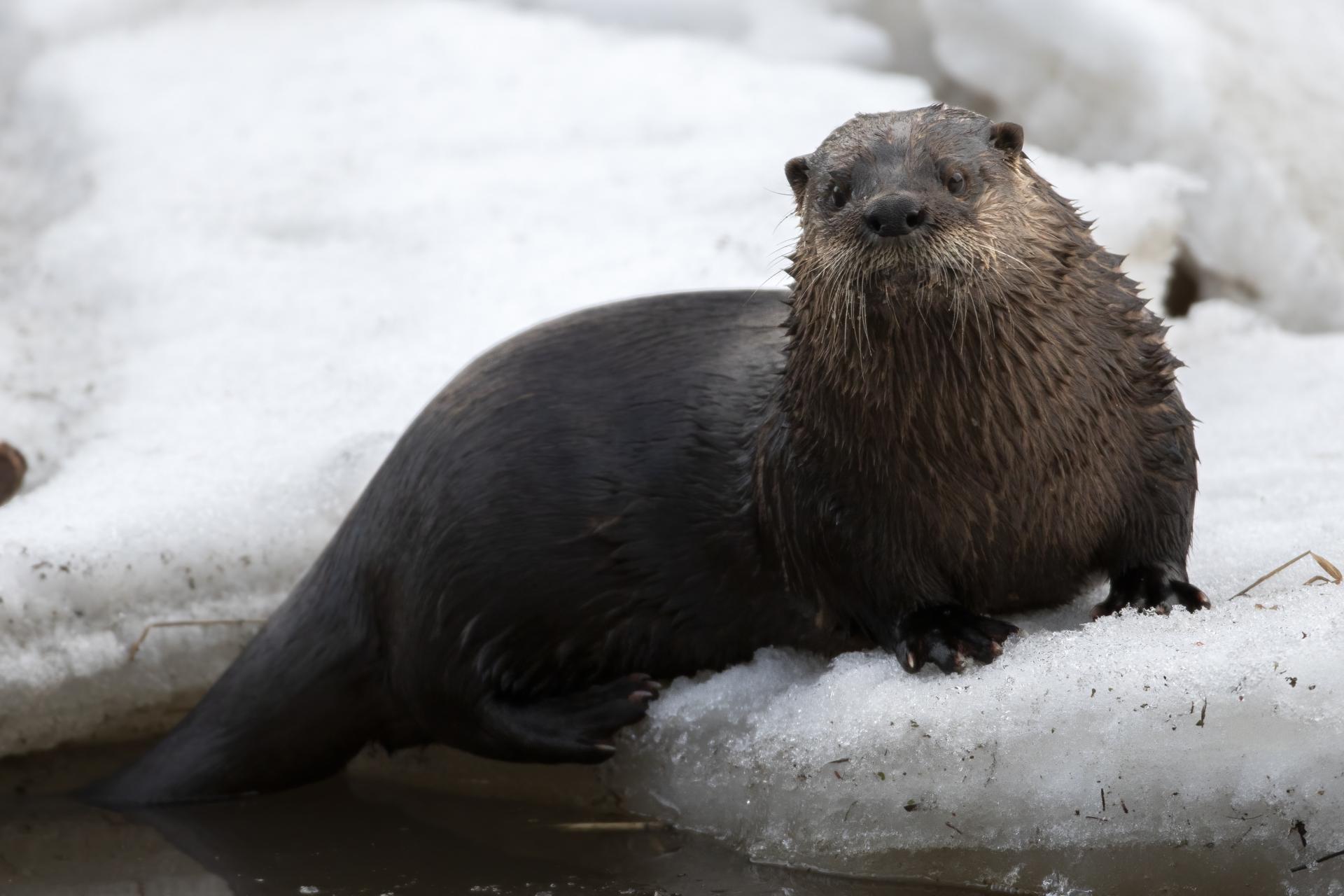 loutre-de-riviere-Northern-river-otter