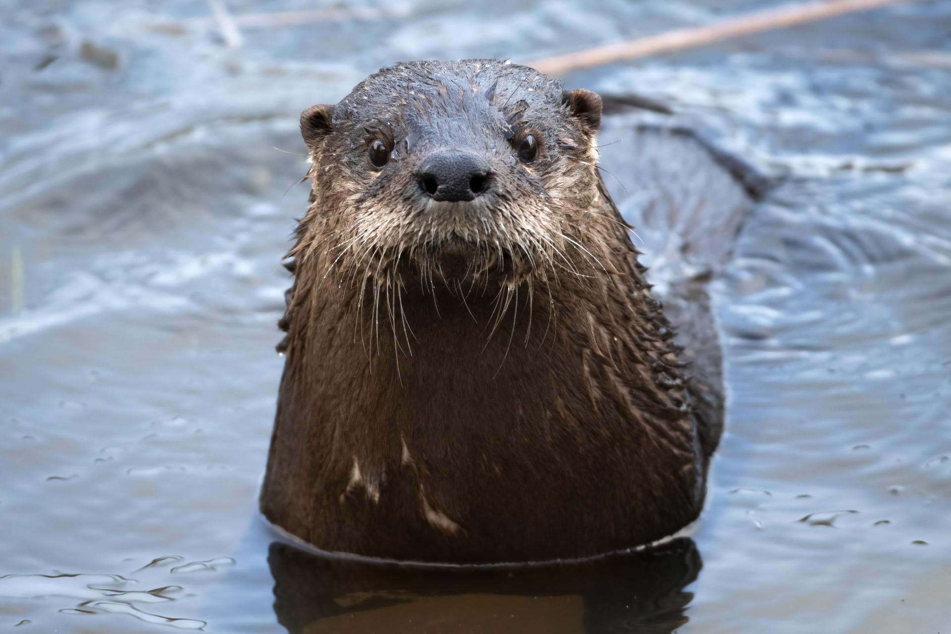 loutre-de-riviere-Northern-river-otter