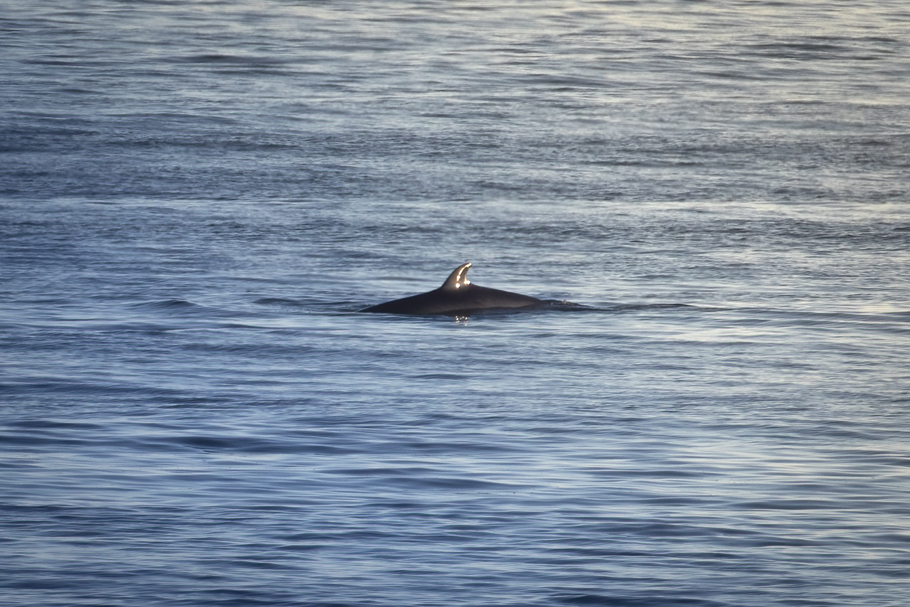 petit-rorqual-minke-whale