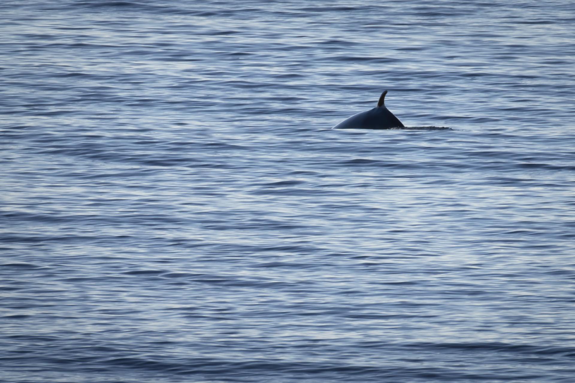 petit-rorqual-minke-whale
