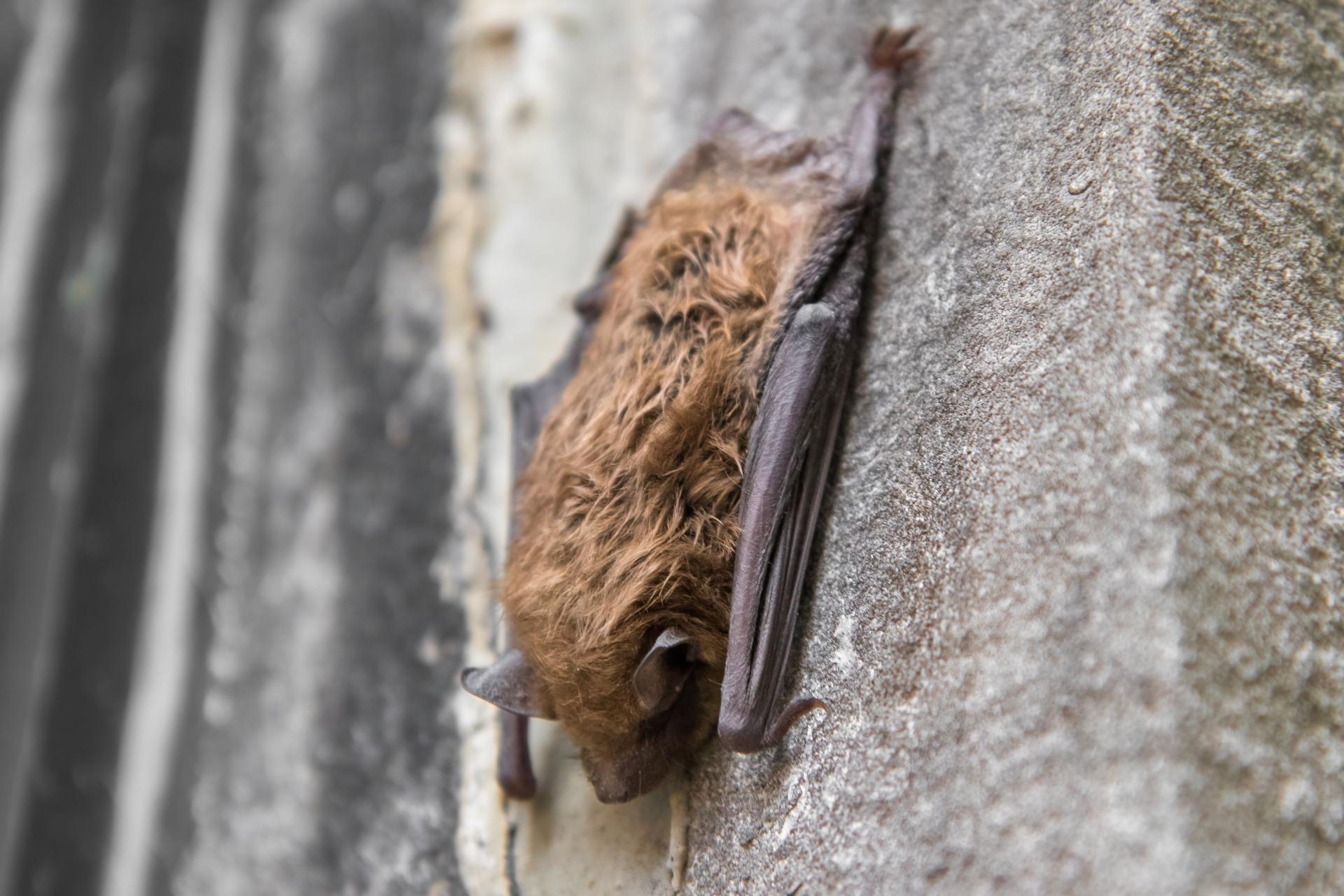 petite-chauve-souris-brune-little-brown-bat