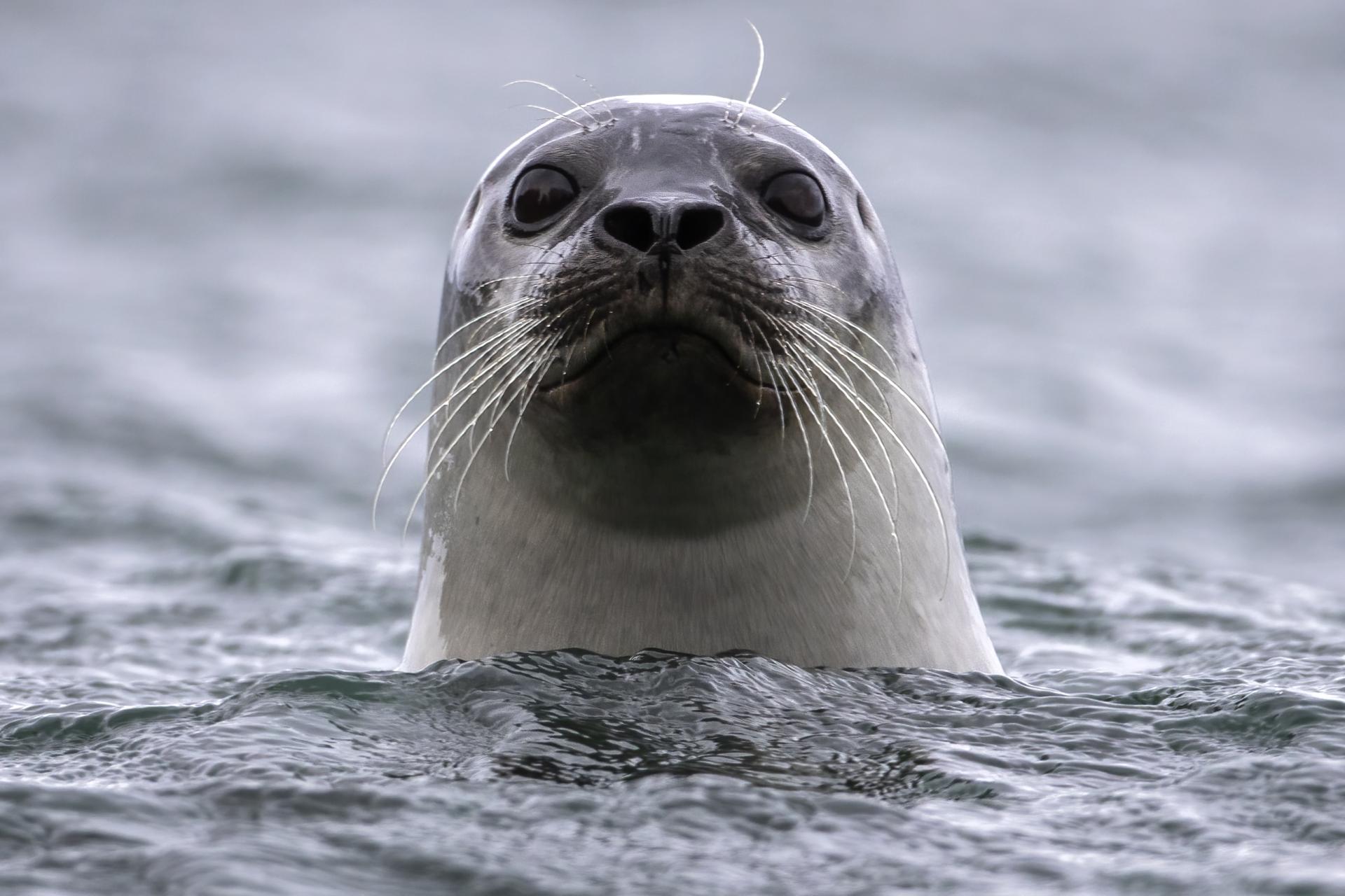 phoque-commun-harbour-seal