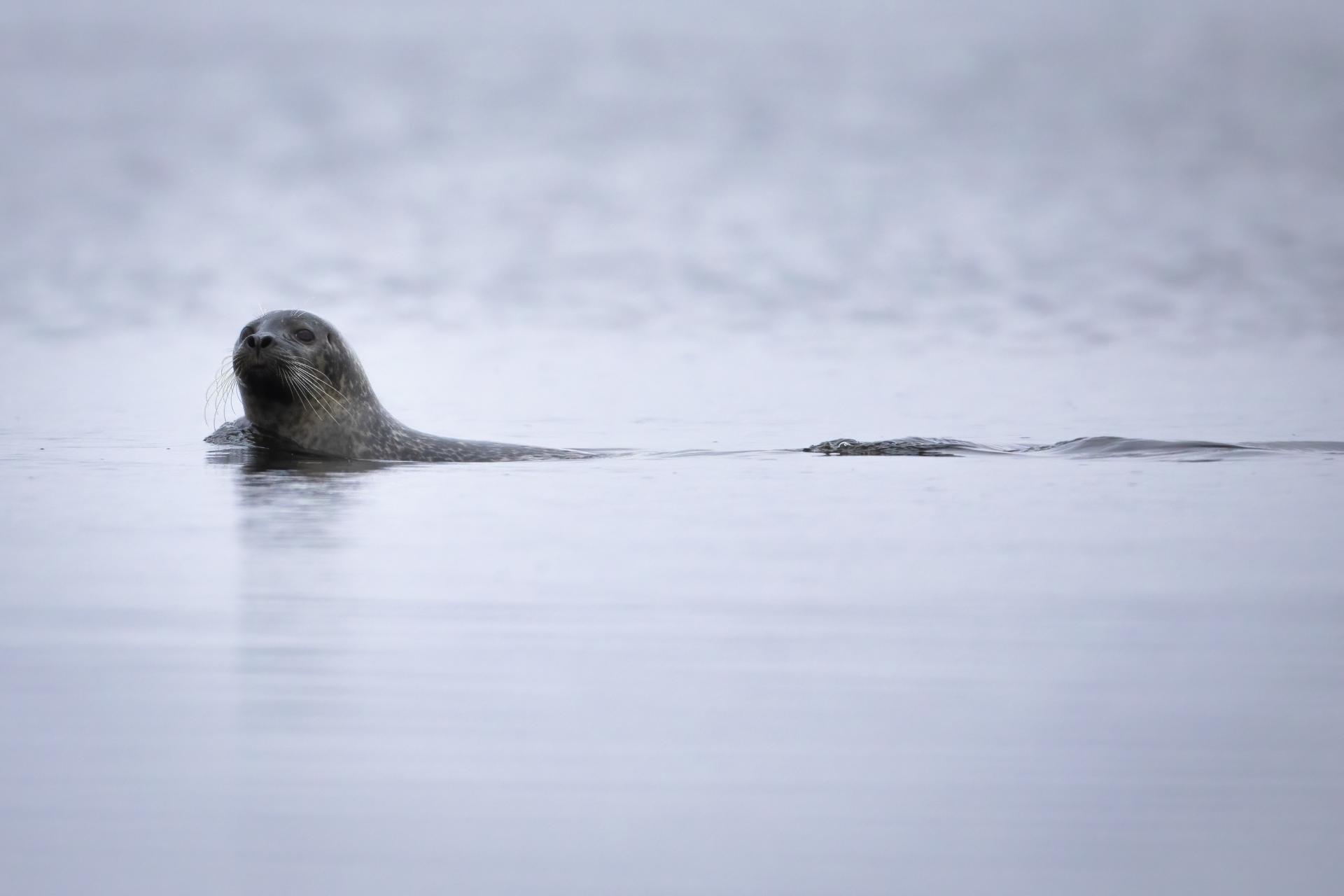 phoque-commun-harbour-seal