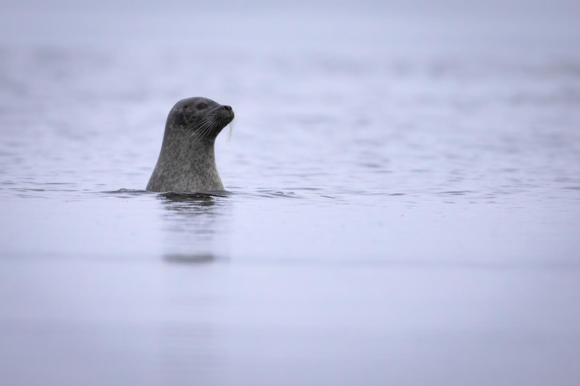 phoque-commun-harbour-seal