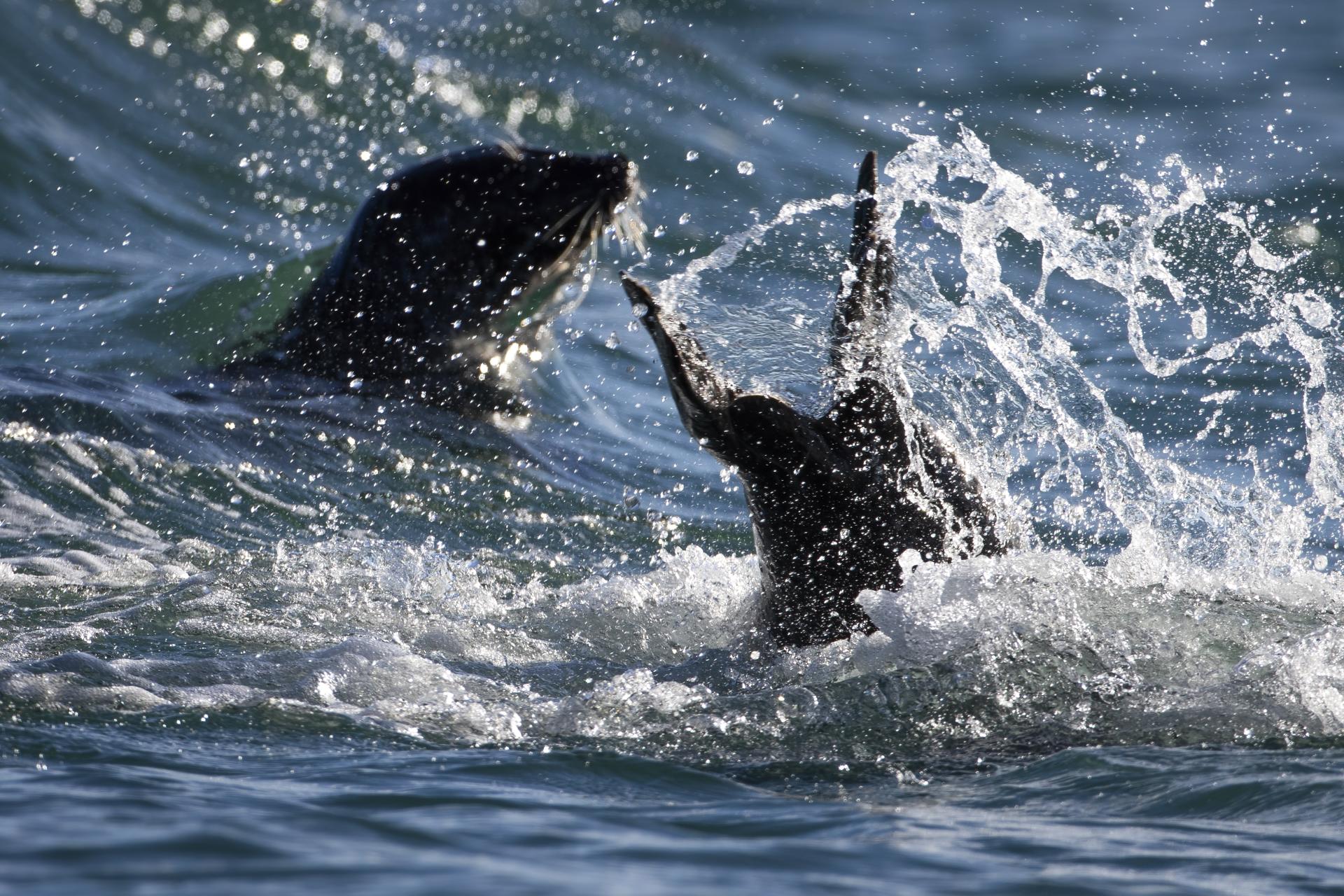 phoque-commun-harbour-seal