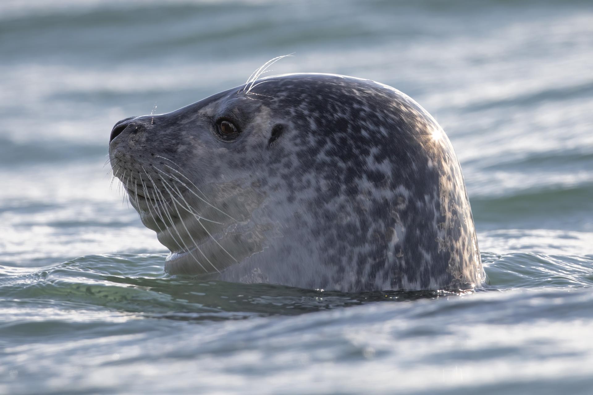 phoque-commun-harbour-seal