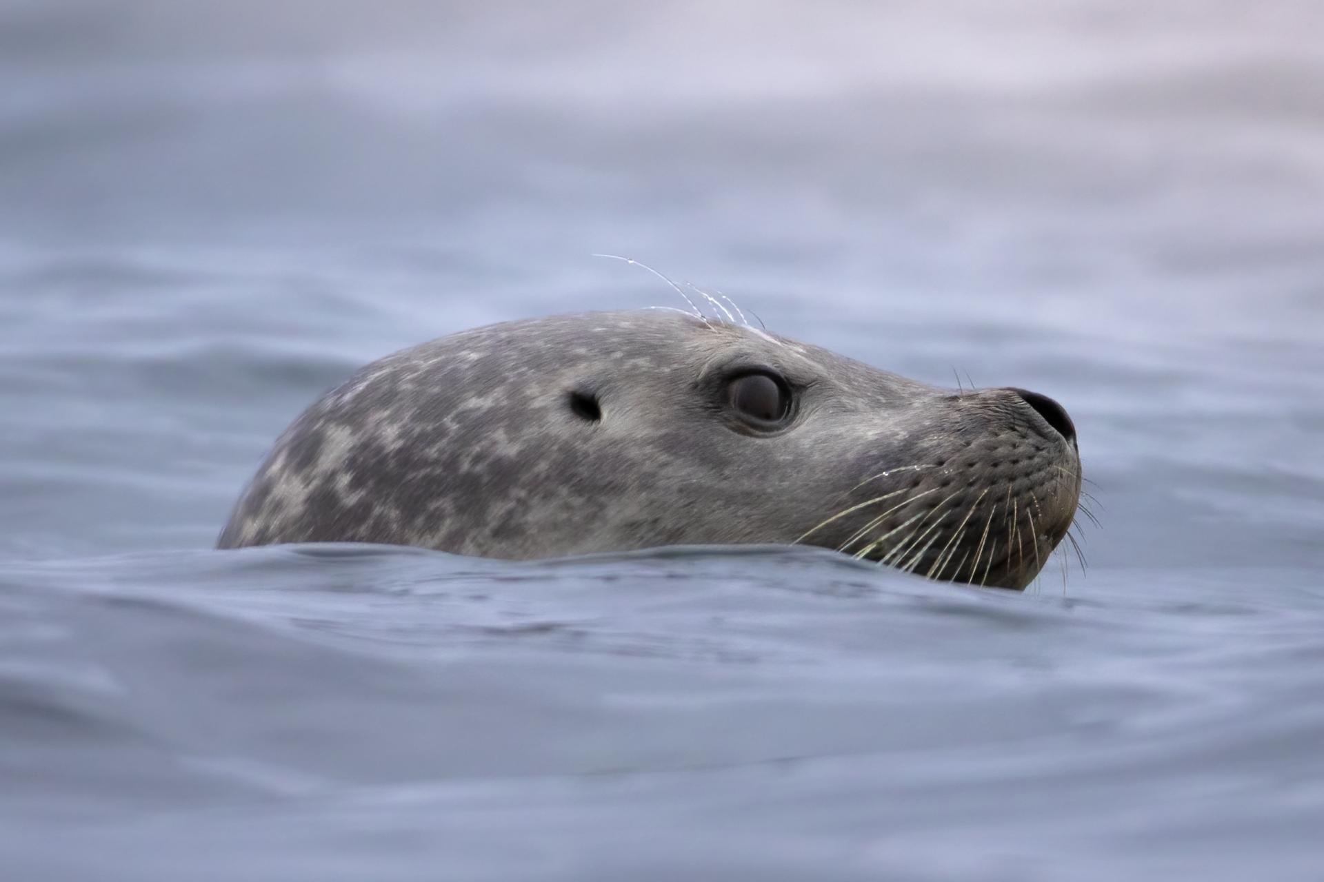 phoque-commun-harbour-seal