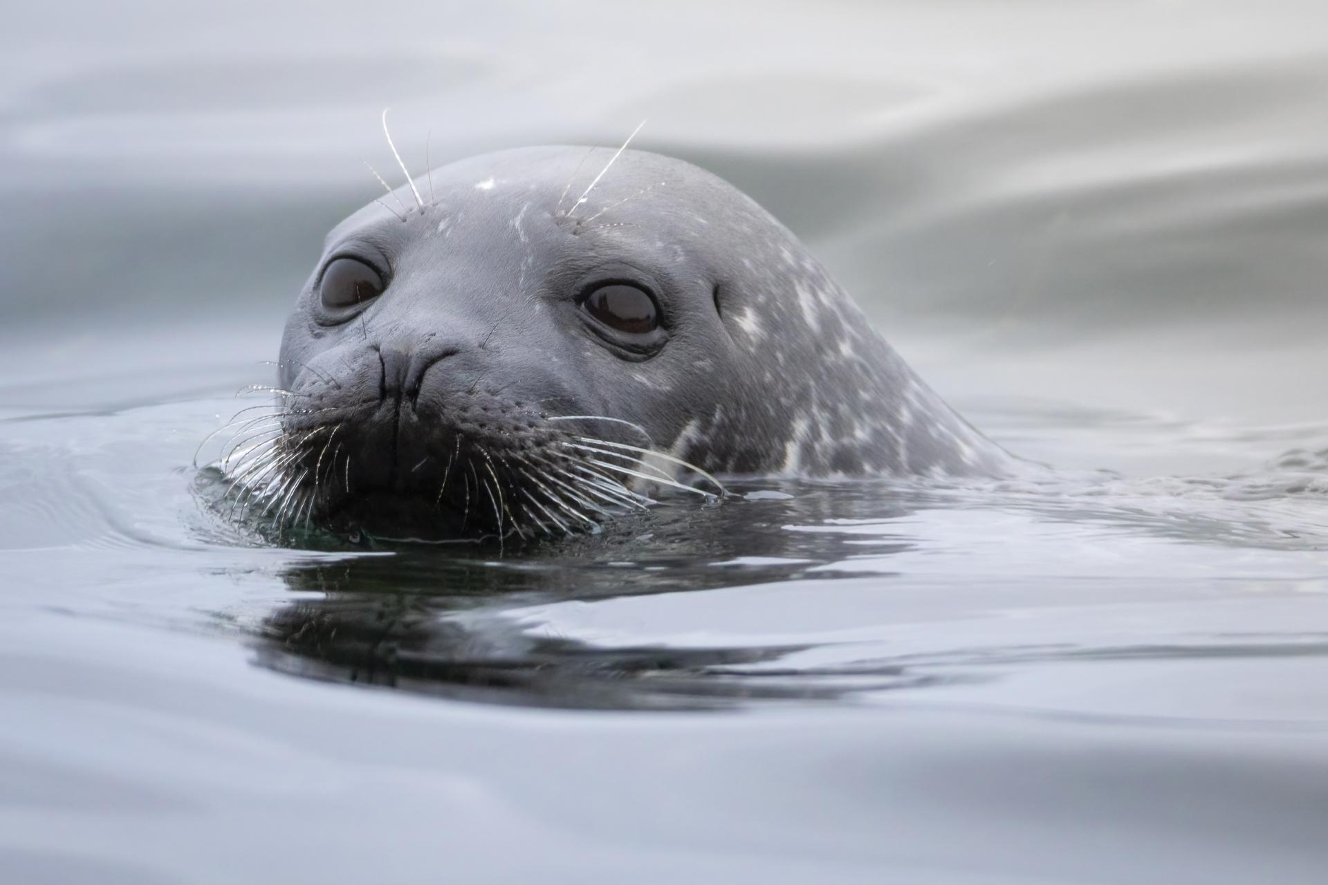 phoque-commun-harbour-seal