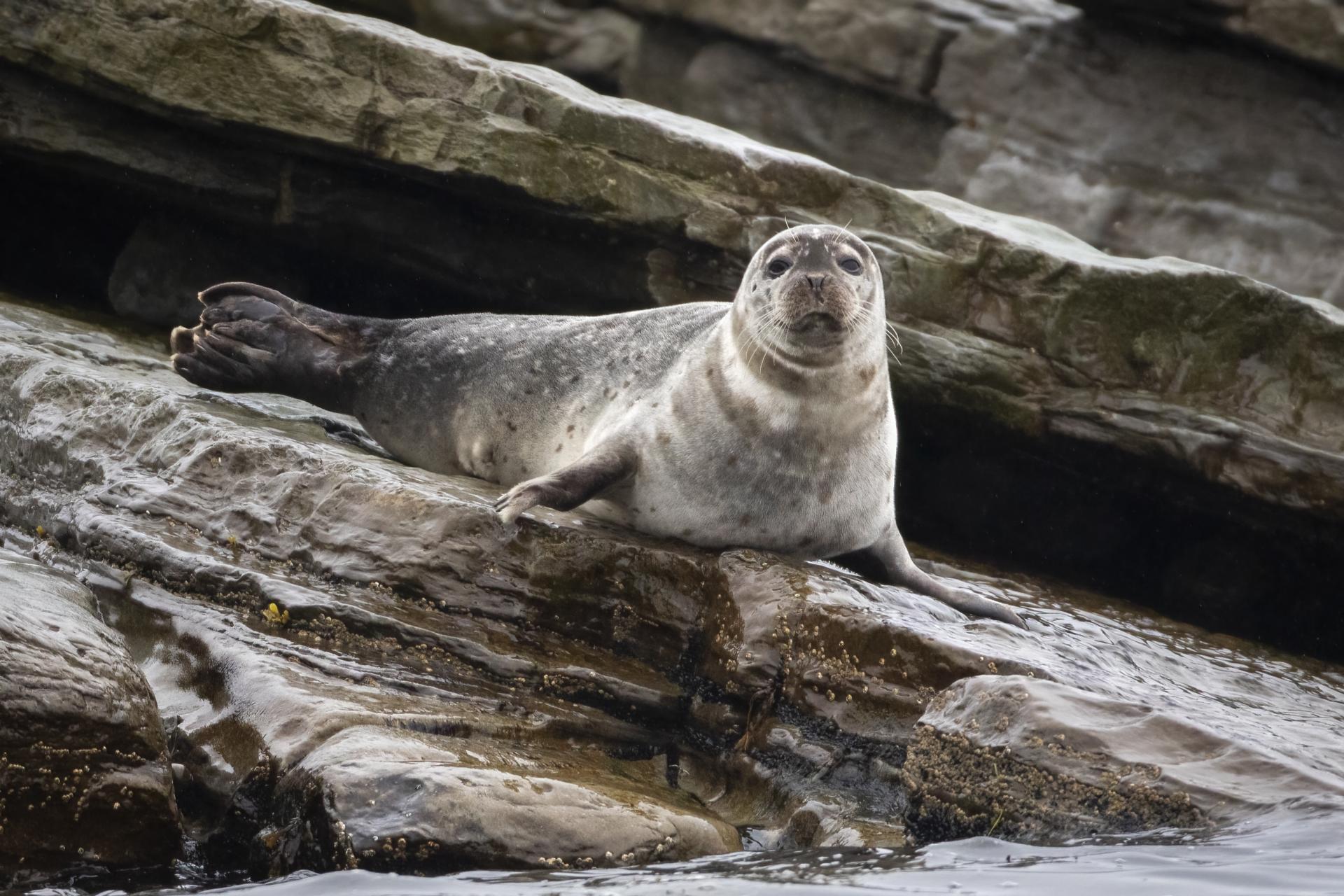 phoque-commun-harbour-seal