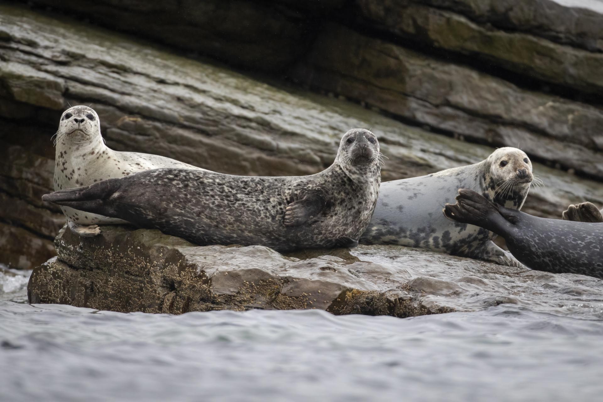 phoque-commun-harbour-seal