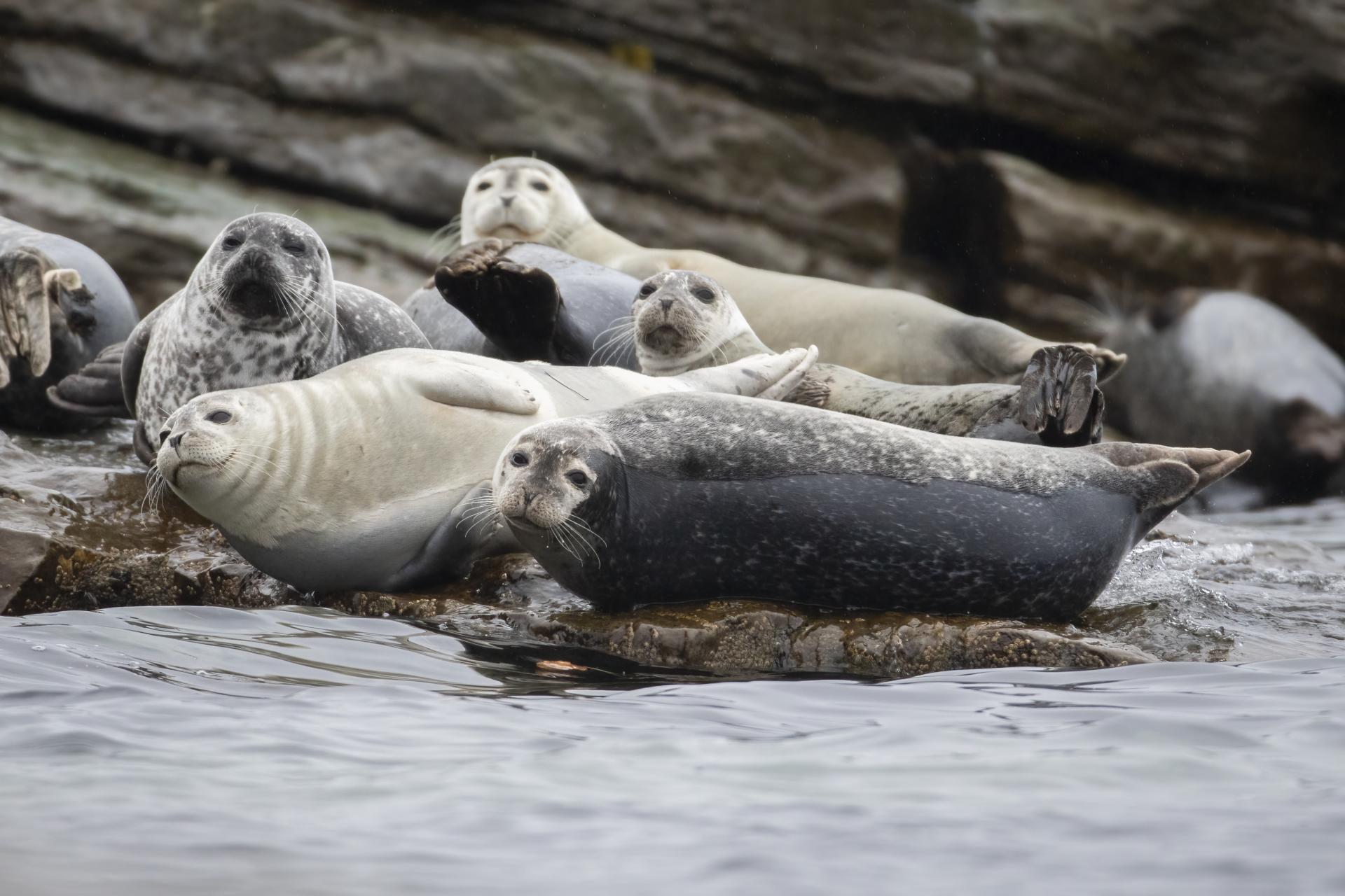 phoque-commun-harbour-seal
