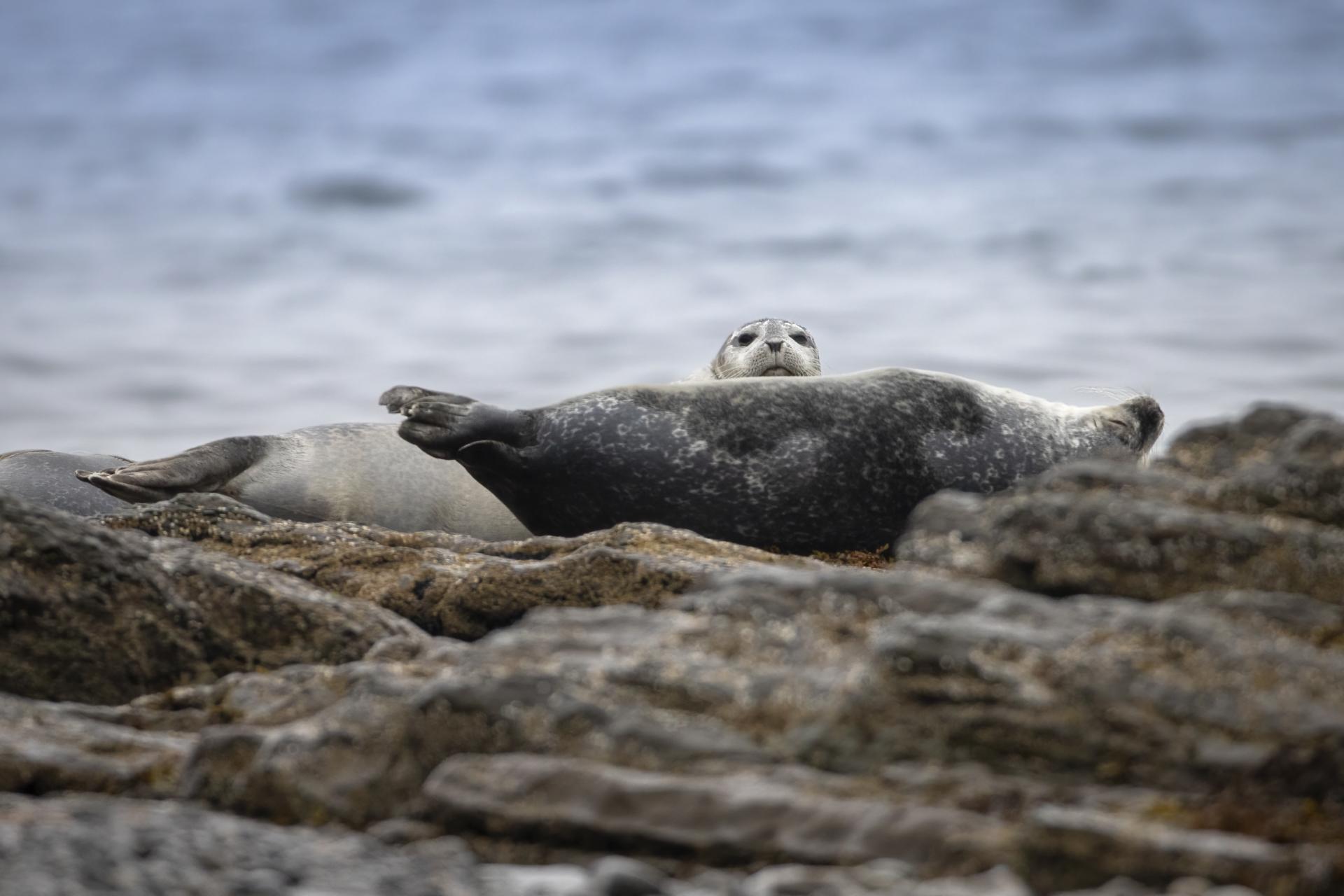phoque-commun-harbour-seal