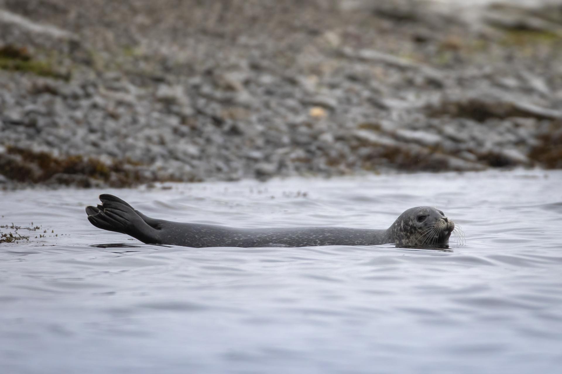 phoque-commun-harbour-seal
