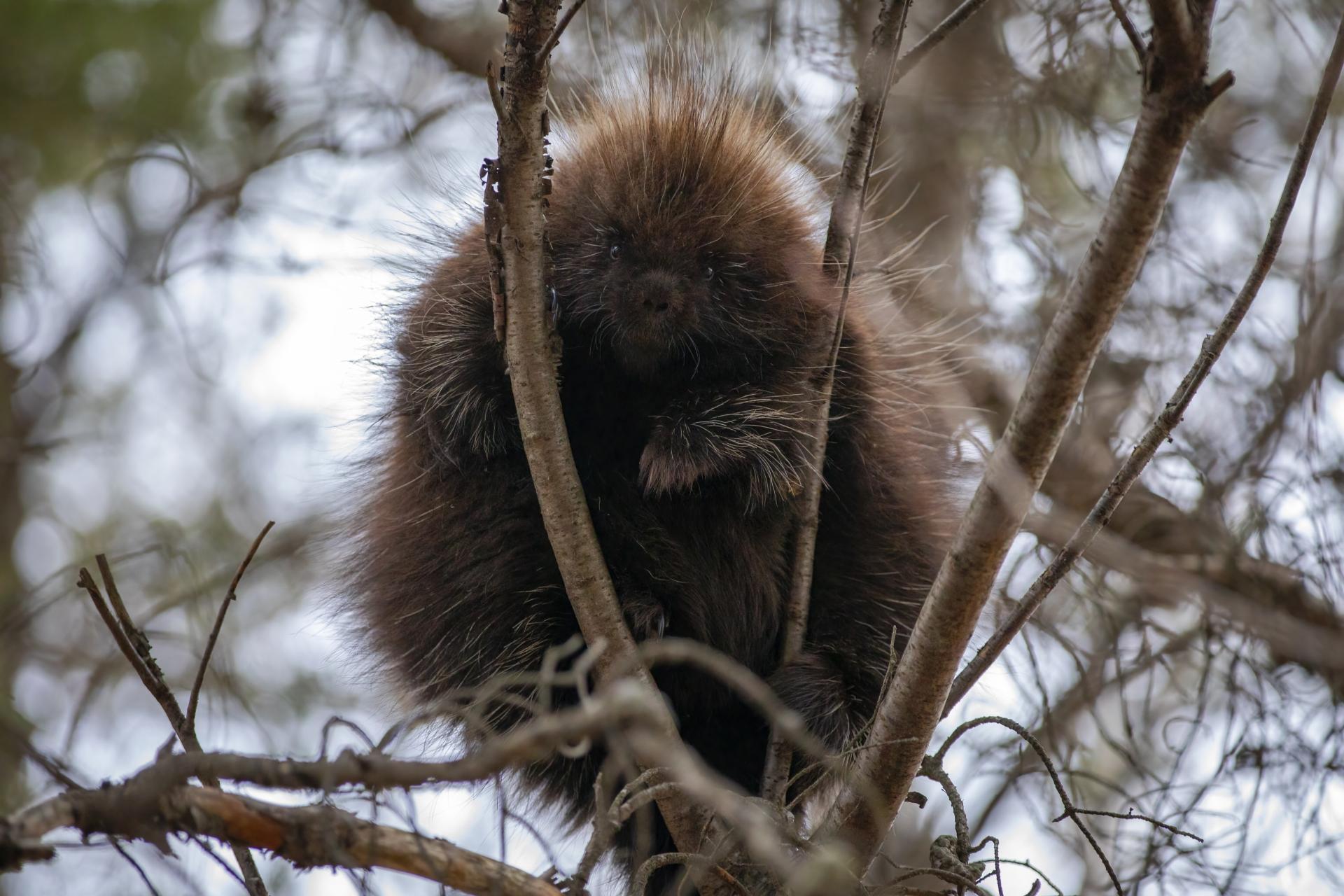 porc-epic-d-amerique-american-porcupine