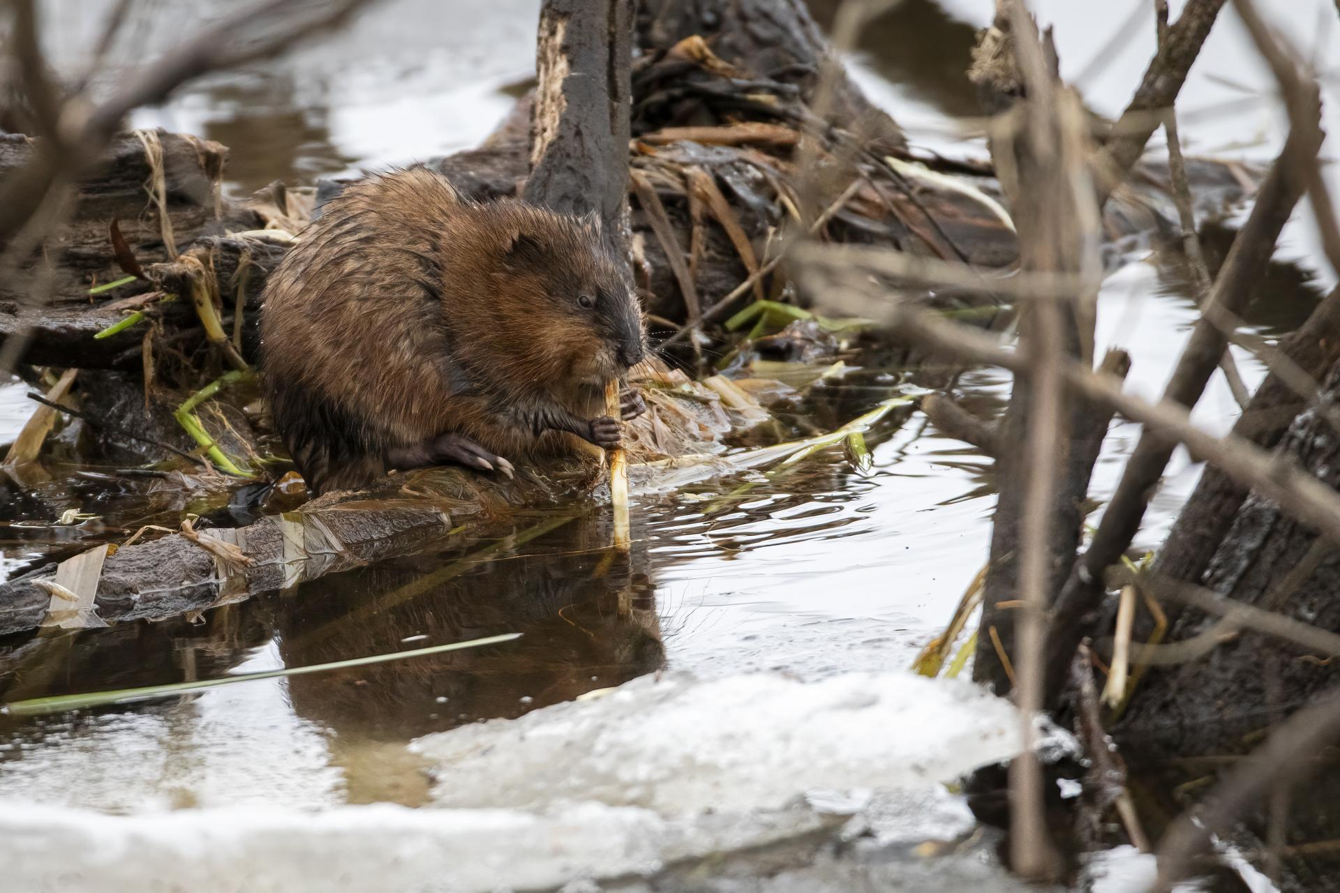 rat-musque-muskrat