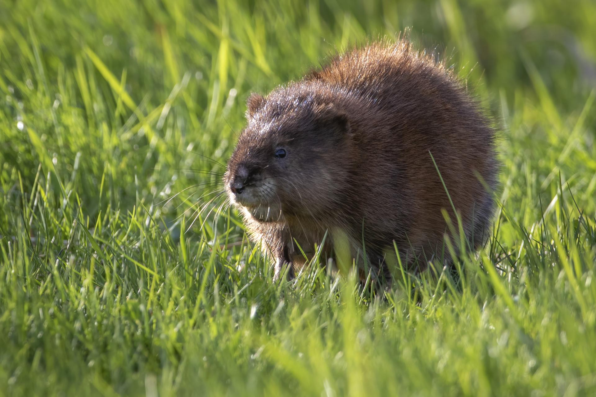 rat-musque-muskrat