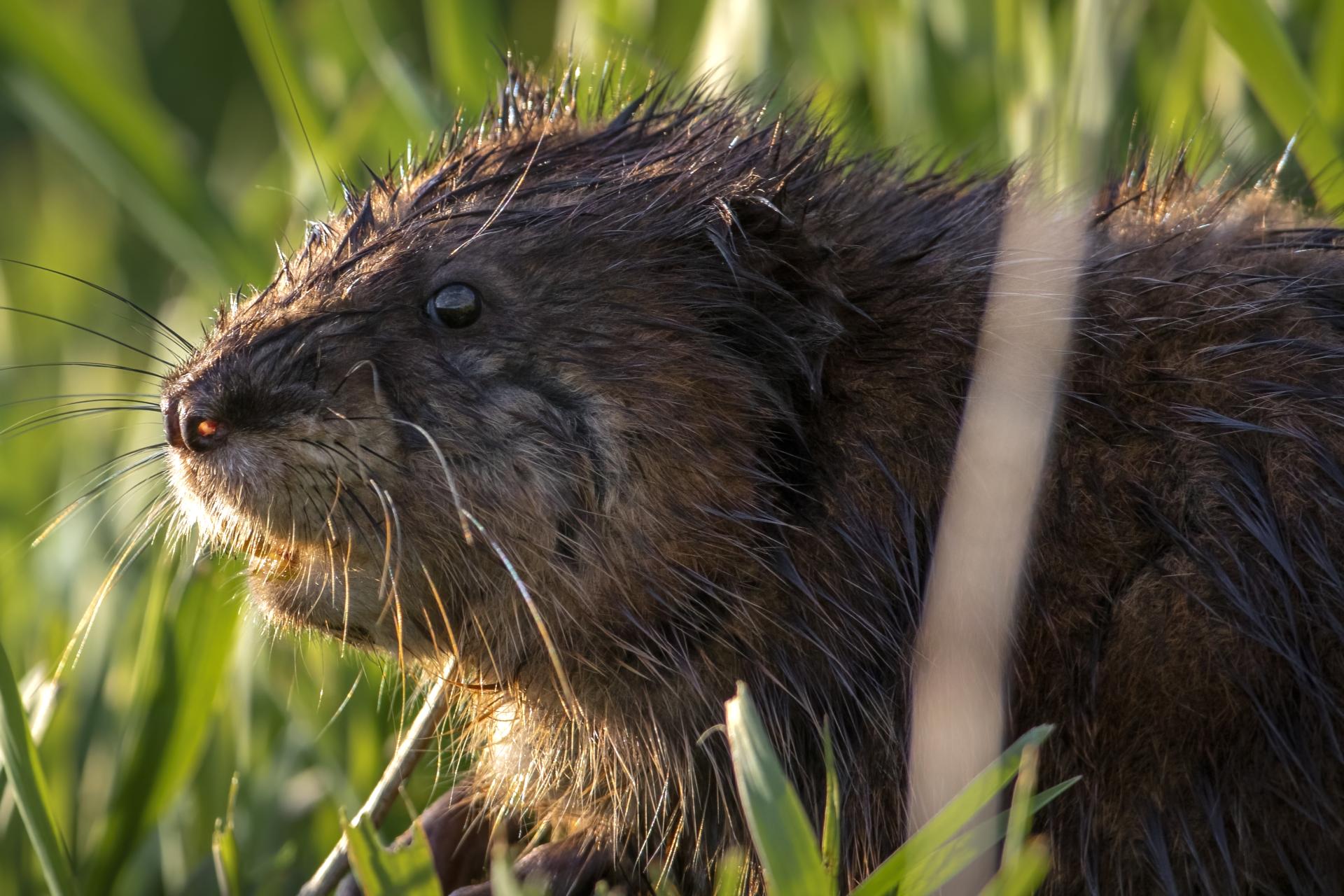 rat-musque-muskrat