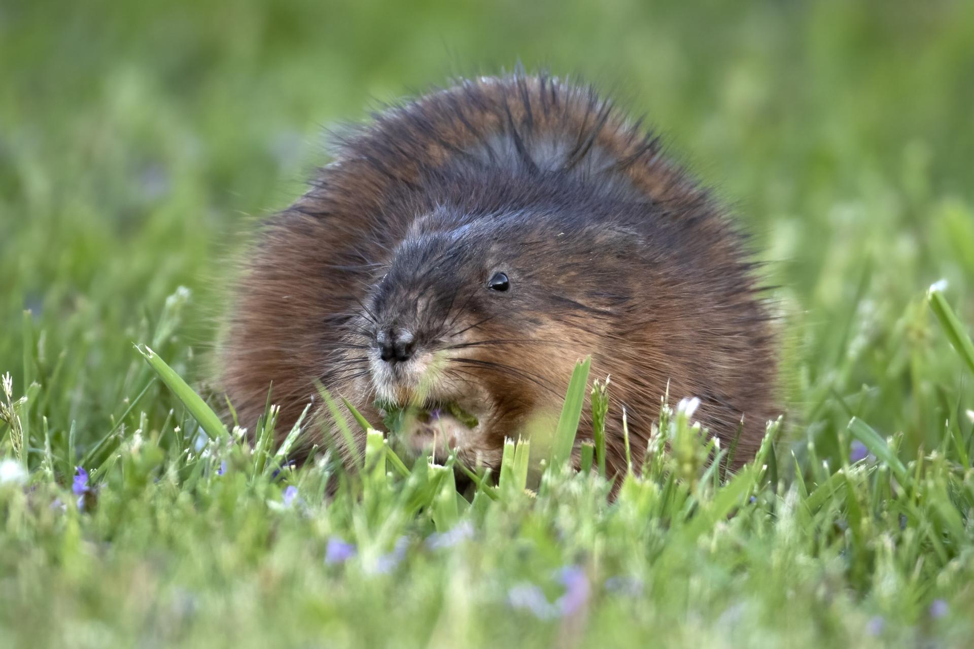 rat-musque-muskrat