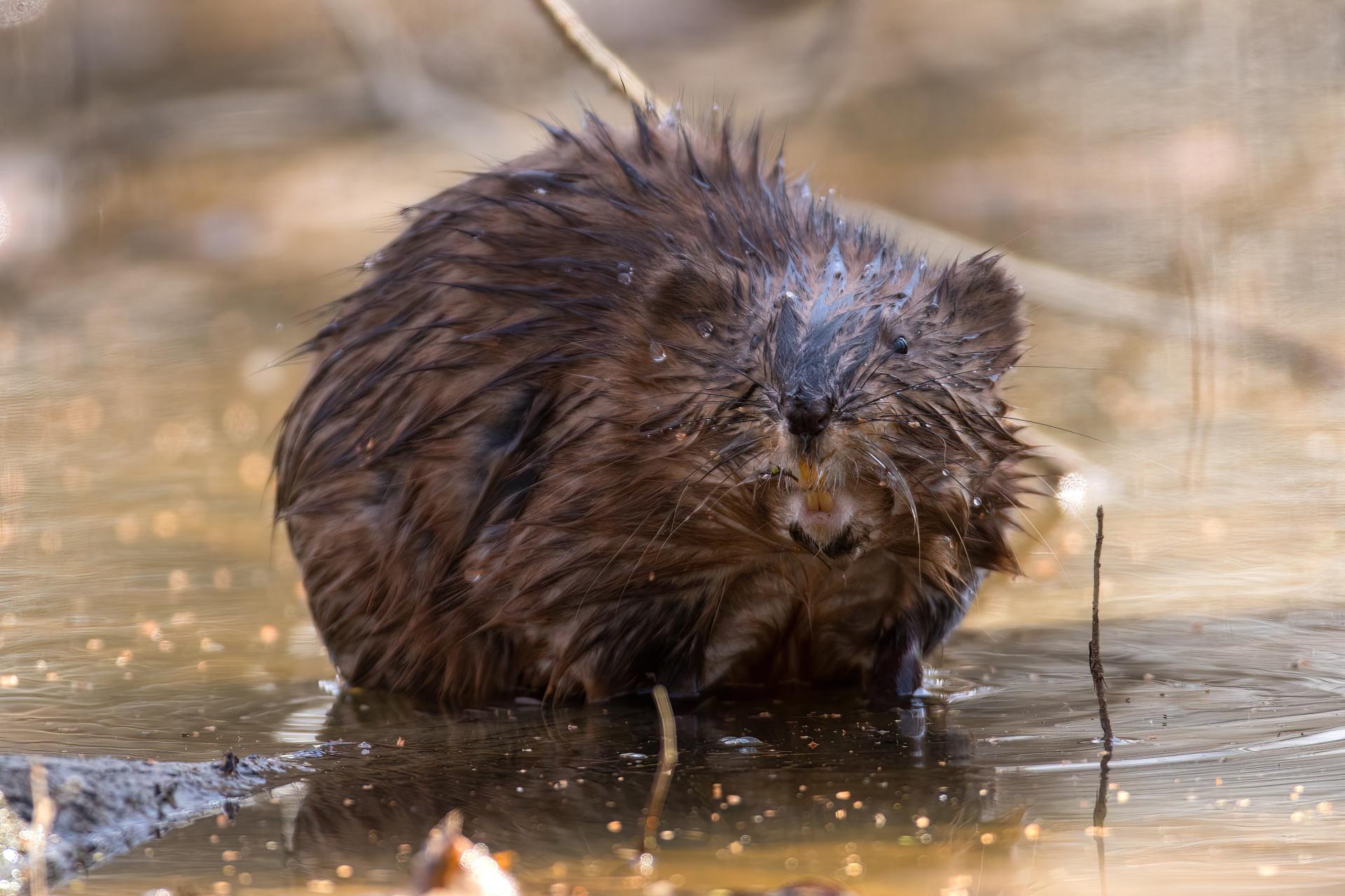 rat-musque-muskrat