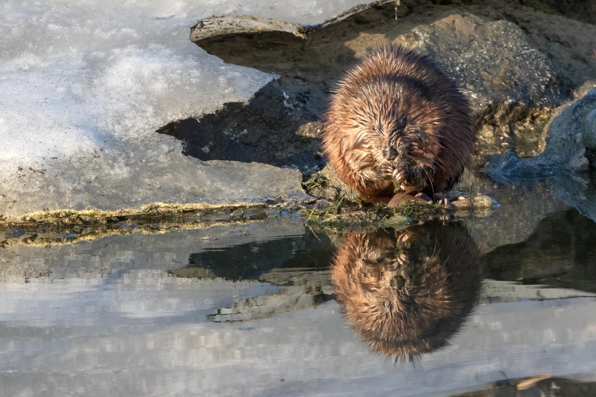 rat-musque-muskrat