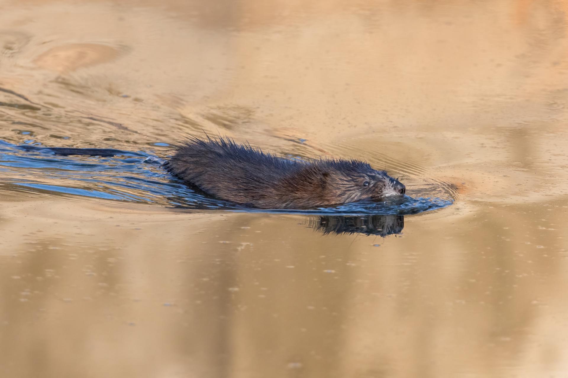 rat-musque-muskrat