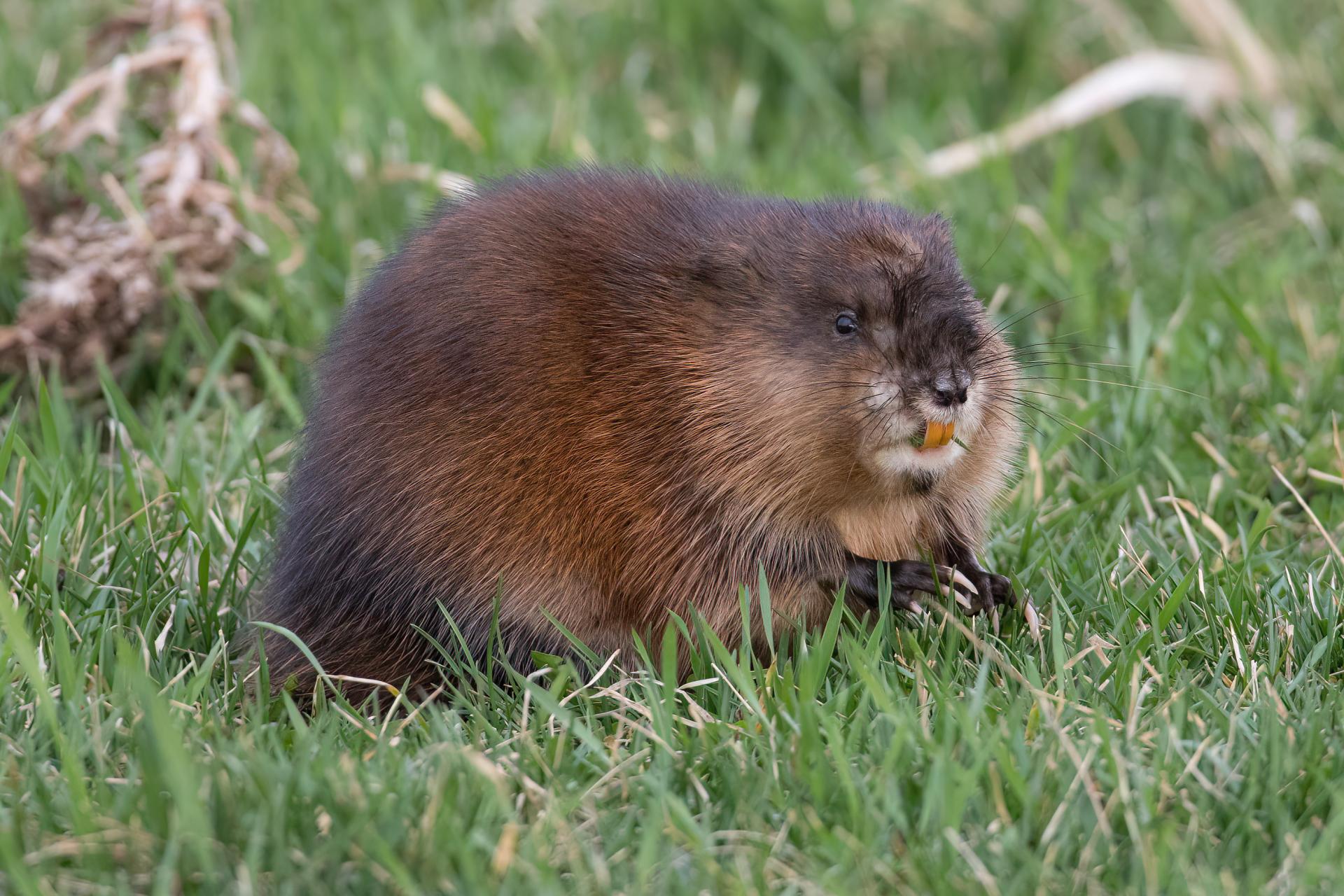 rat-musque-muskrat