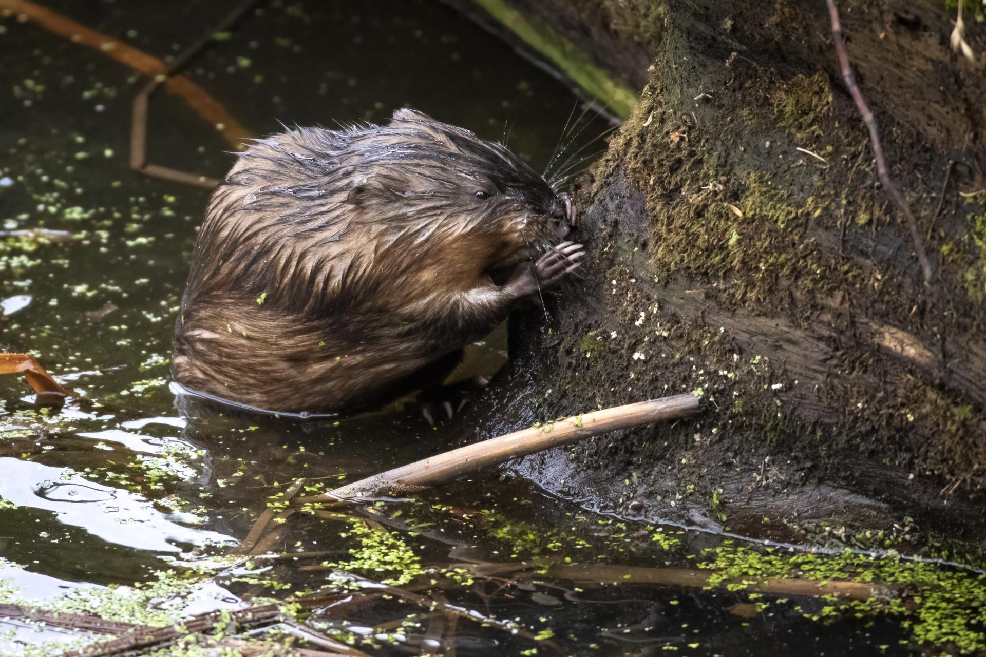 rat-musque-muskrat