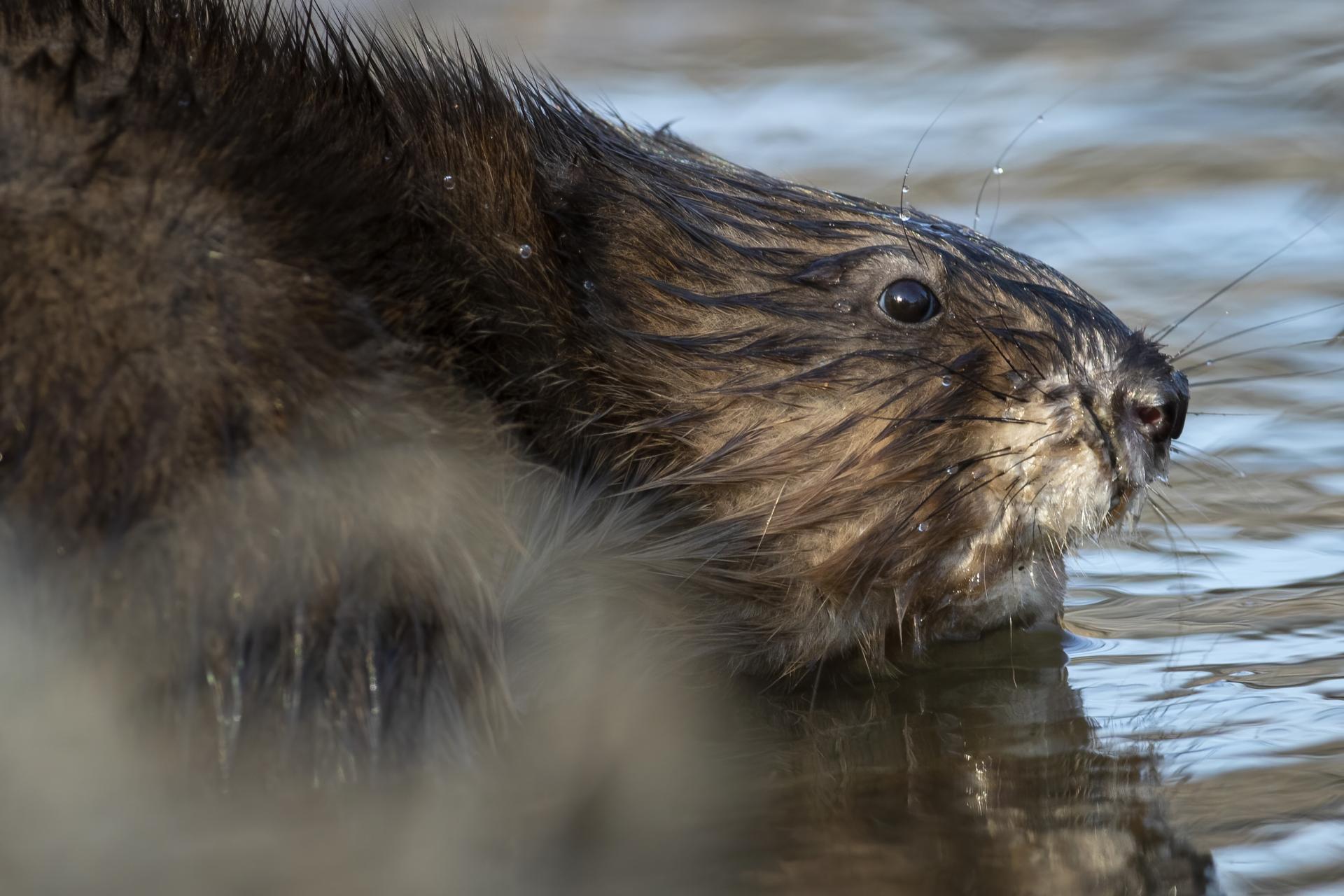rat-musque-muskrat