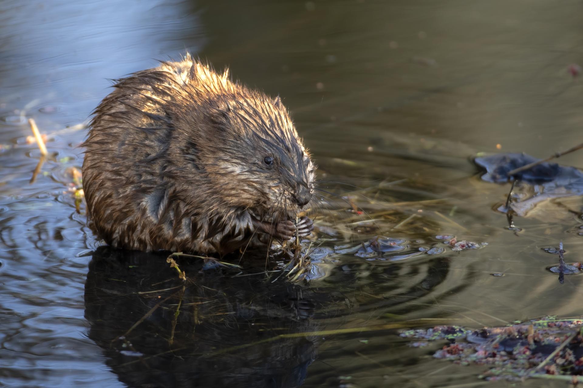 rat-musque-muskrat