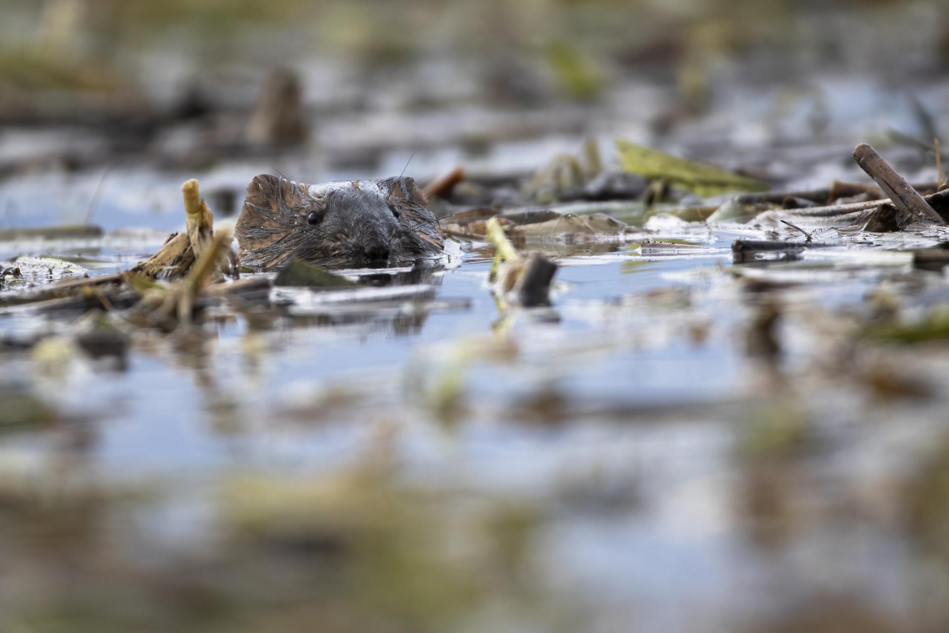 rat-musque-muskrat