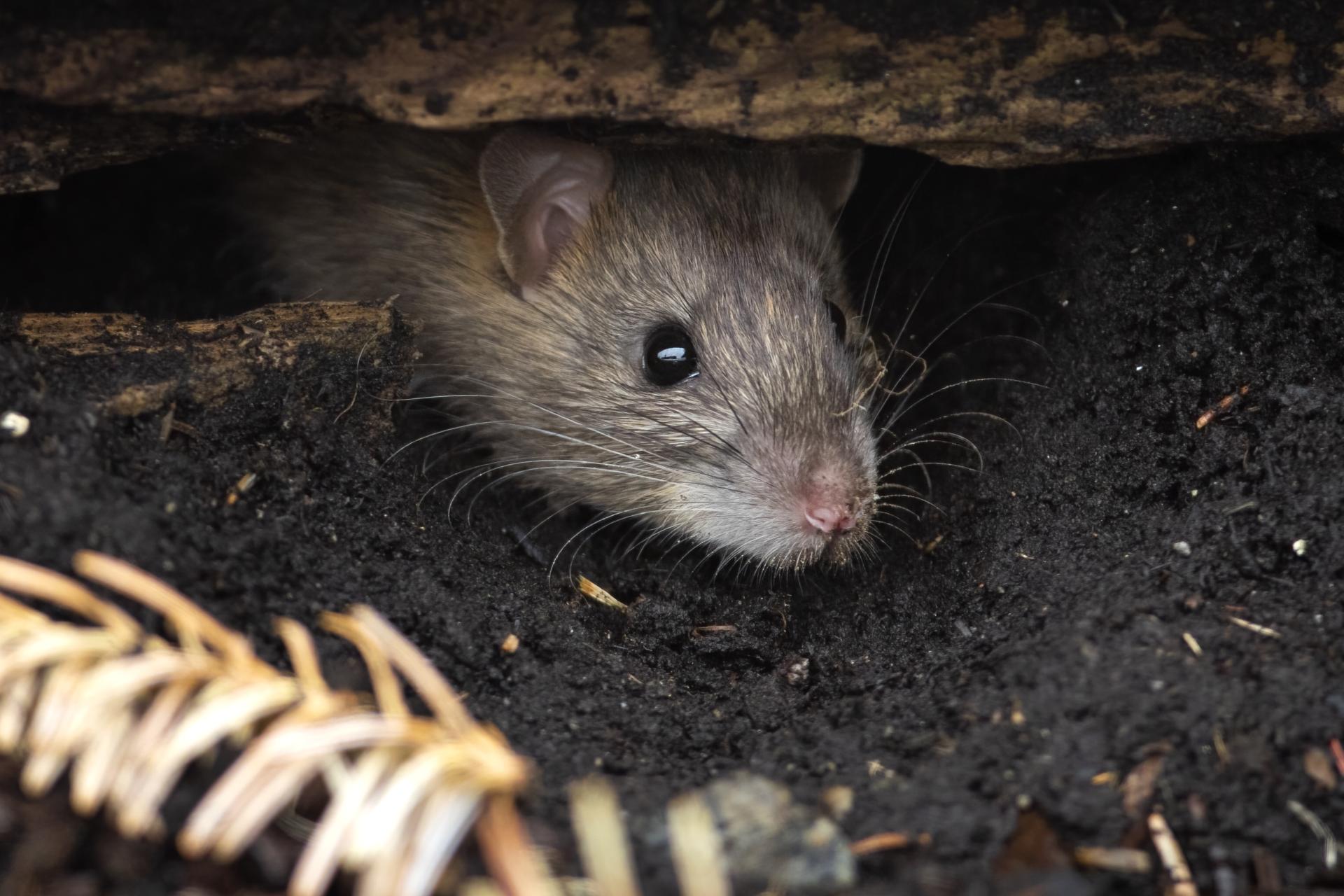 rat-surmulot-norway-rat